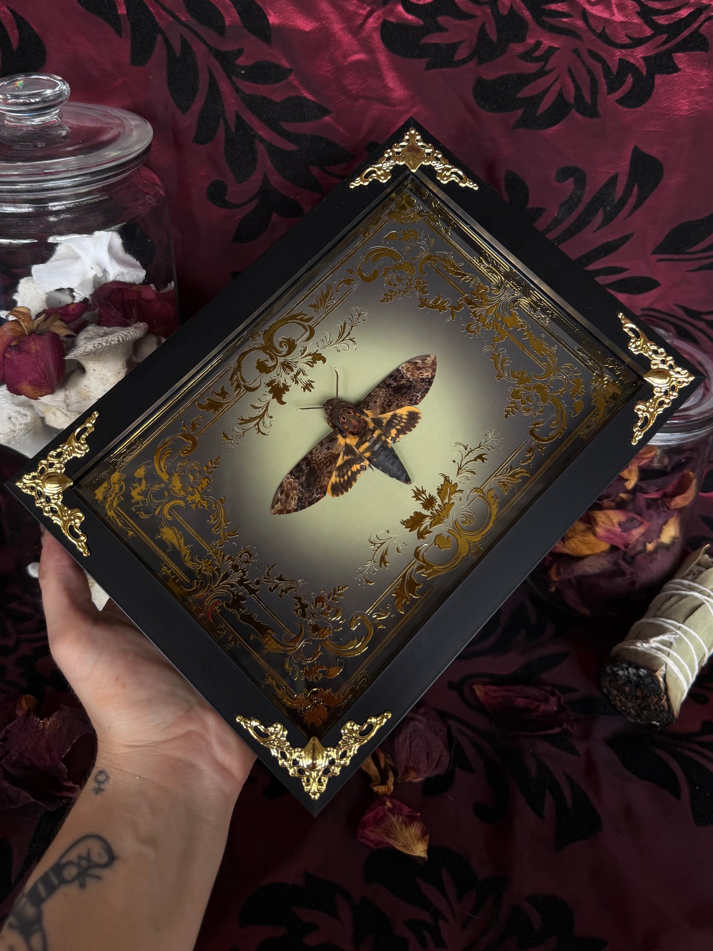 DEATH HEAD MOTH (lesser) - Acherontia styx Framed specimen