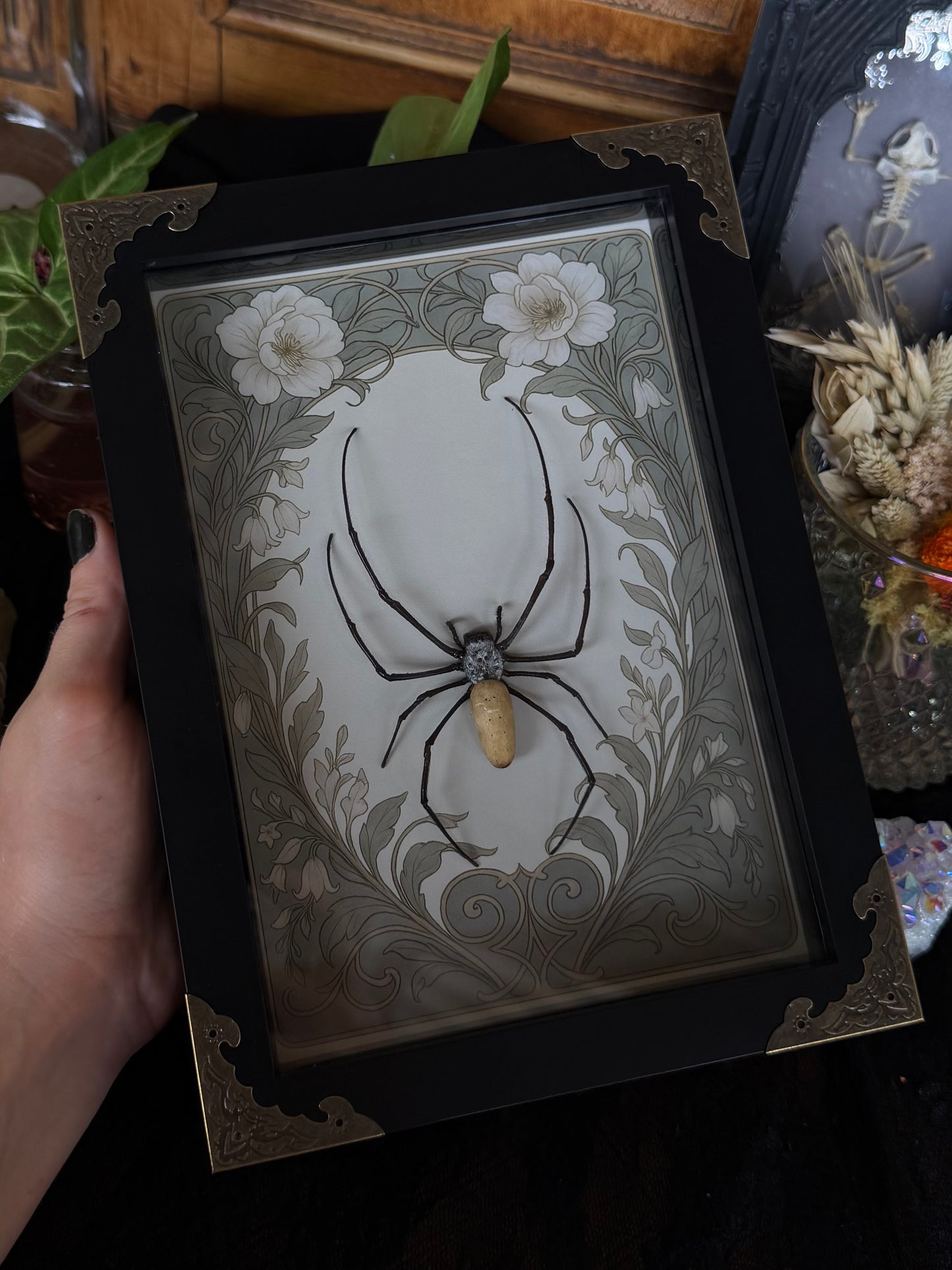 Orb Weaver Spider Nephila vitiana Frames Specimen (SAGE)