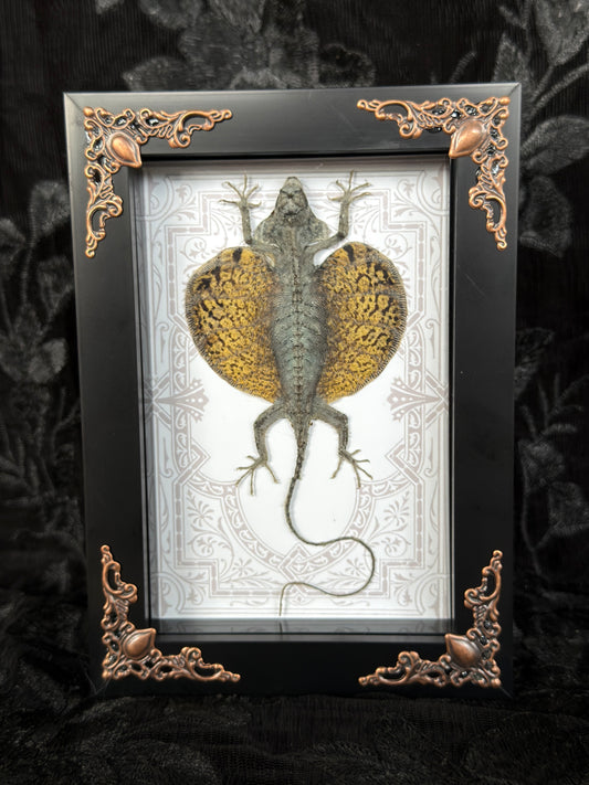 FLYING LIZARD SHADOW BOX