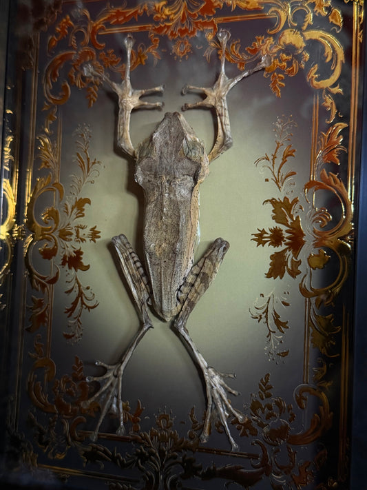 File-Eared Tree Frog - Polypedates otilophus Framed specimen