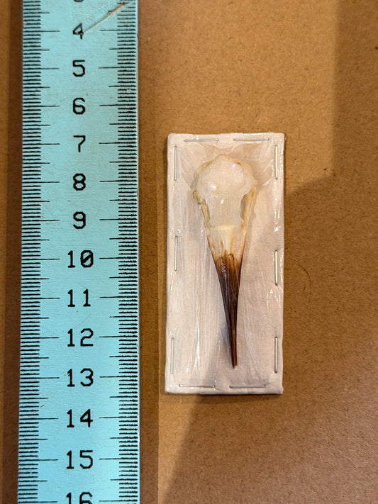 BEE EATER BIRD SKULL - Merops Philippinus Javanicus Lumajang