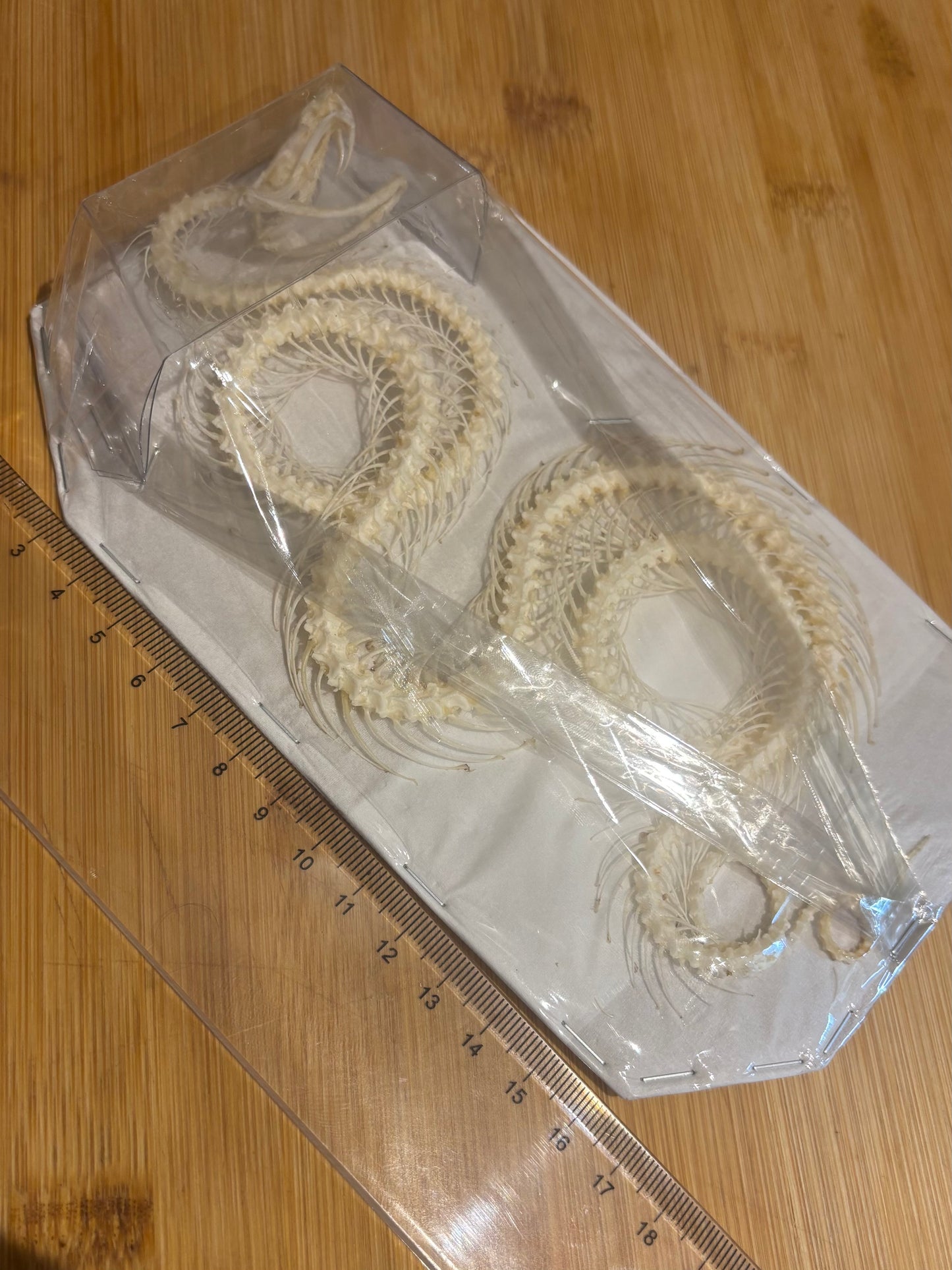 White-lipped Pit Viper Snake Skeleton-Trimeresurus albolabris specimen