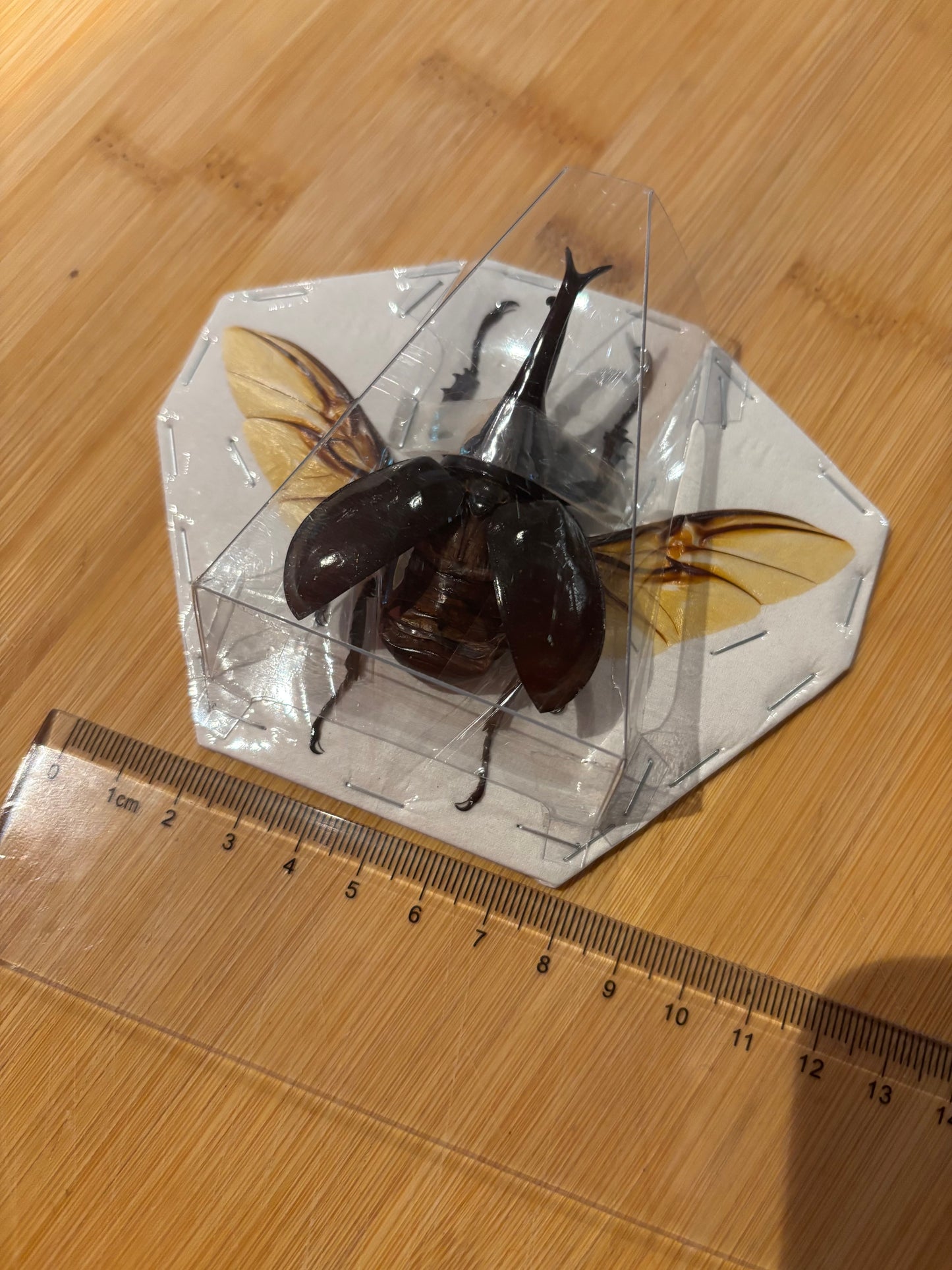 BROWN RHINO BEETLE - Xylotrupes gideon spread specimen