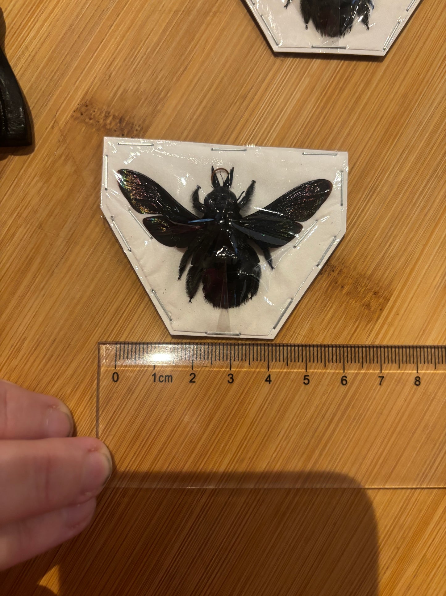 Xylocopa latipes - GIANT Carpenter bee trio (3) specimens