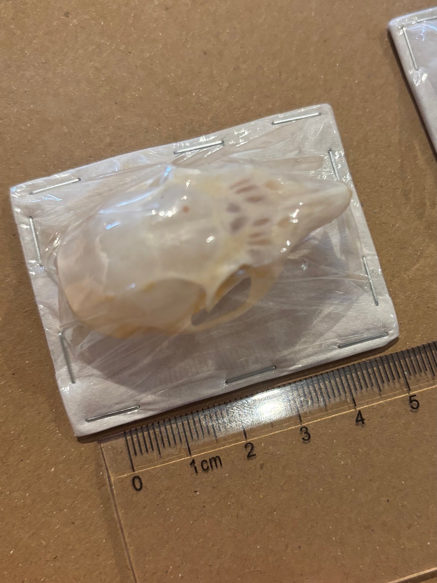 PLANTAIN SQUIRREL - Callosciurus notatus skull