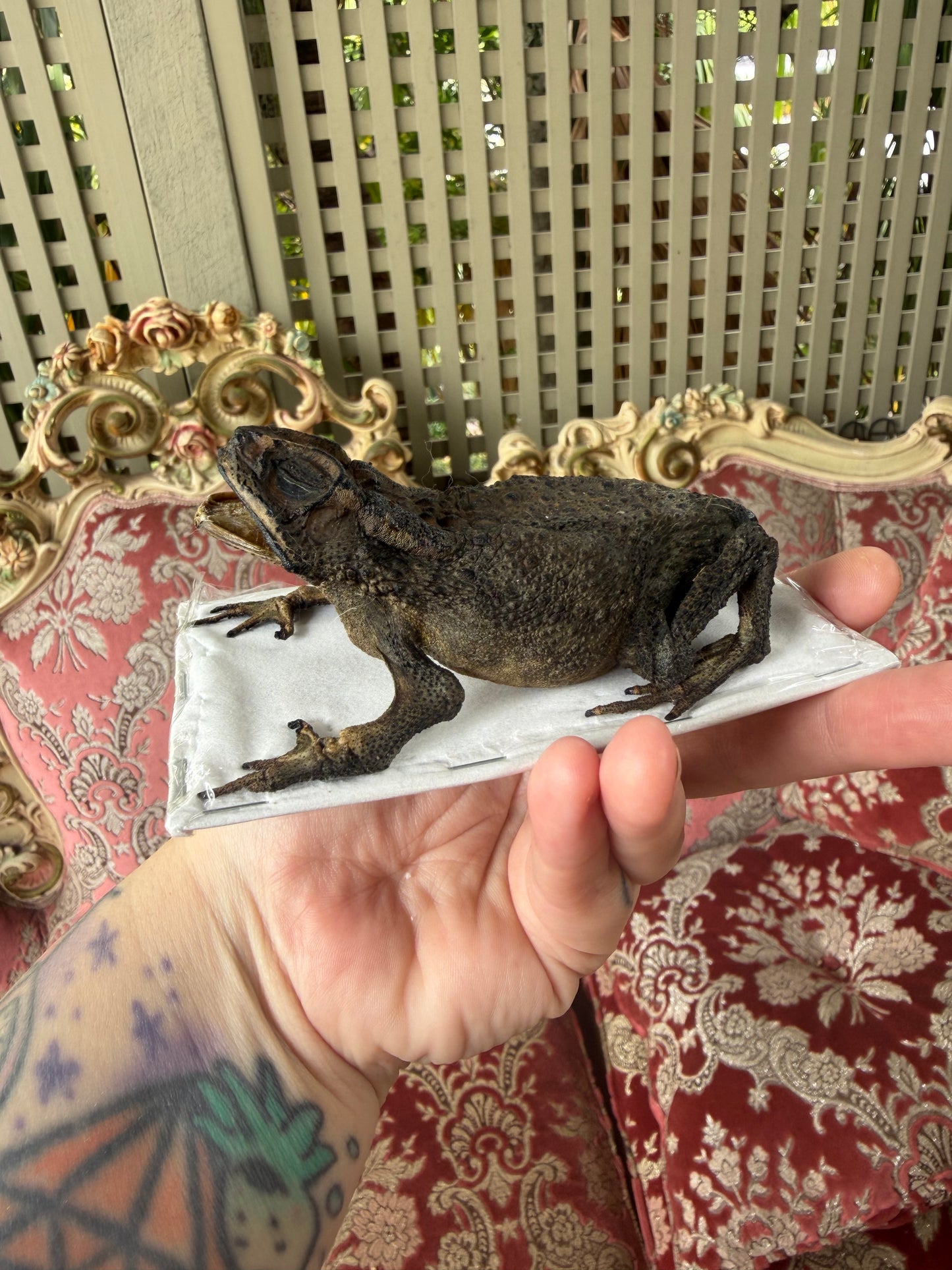 TAXIDERMY Asian Common Toad - Duttaphrynus melanostictus Specimen