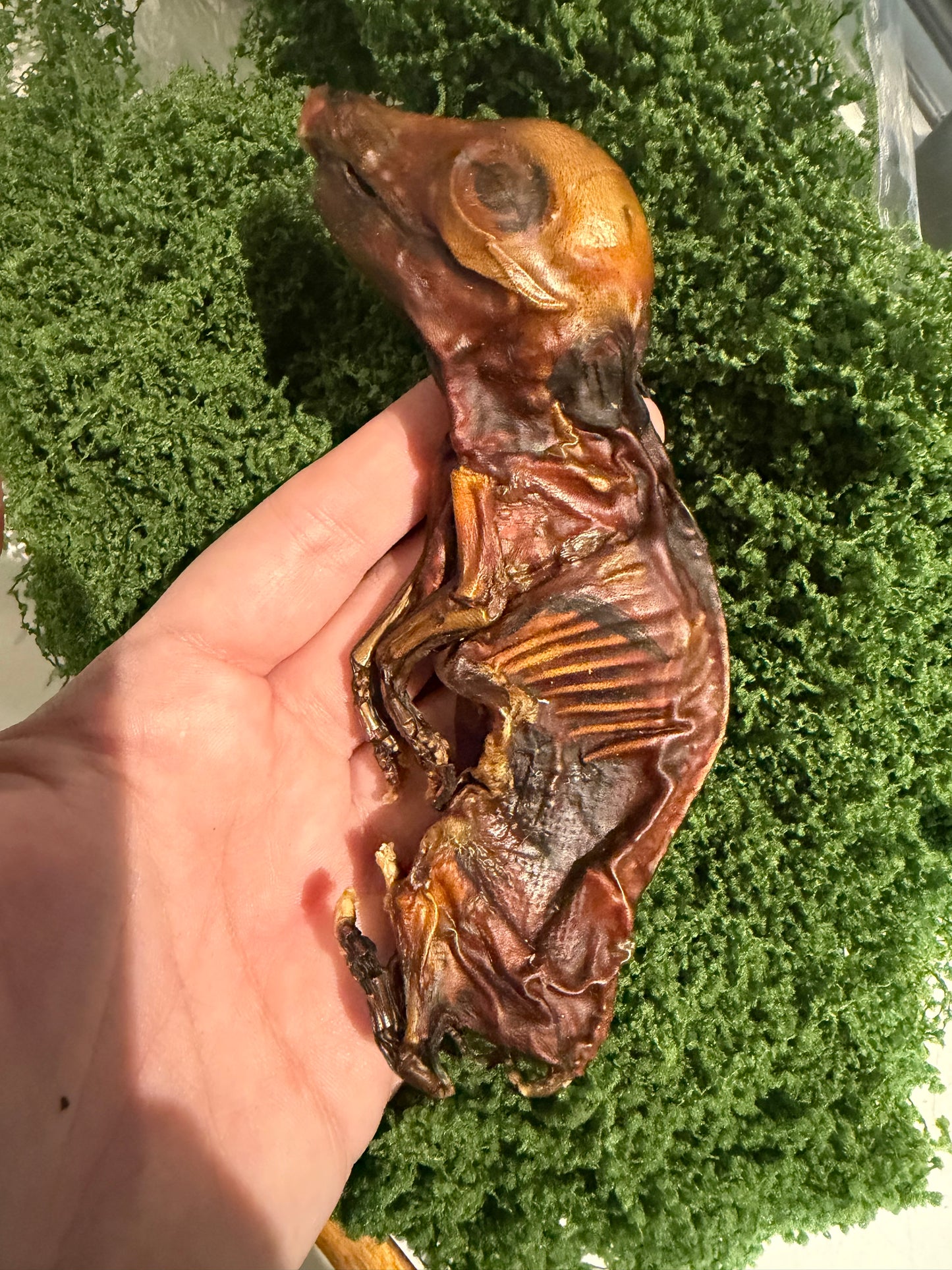 Mummified pig foetus in shadow box