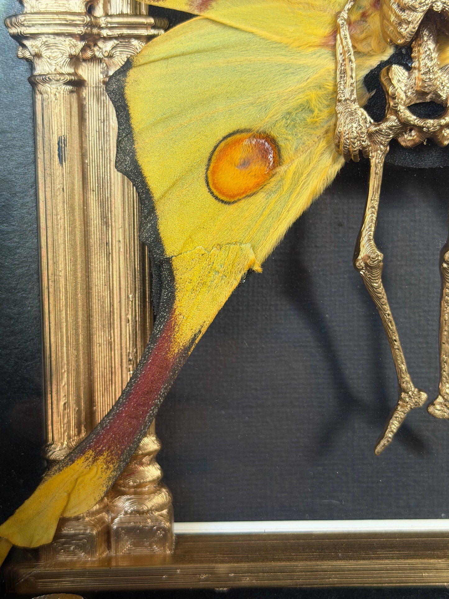 GOLD COMET MOTH MAUSOLEUM - Mother of Hades Dead Fairy Frame