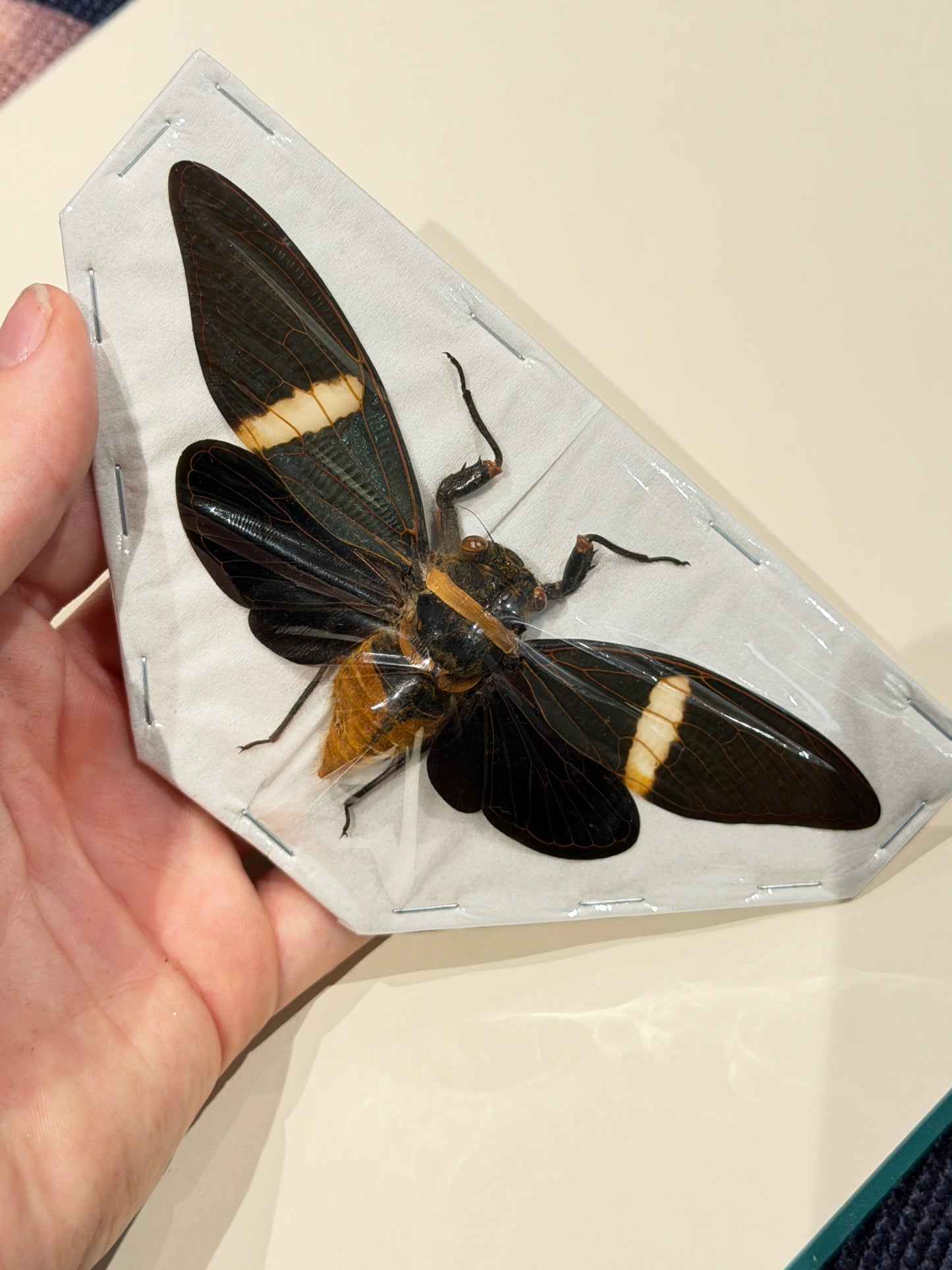 GIANT CICADA - Tosena fasciata