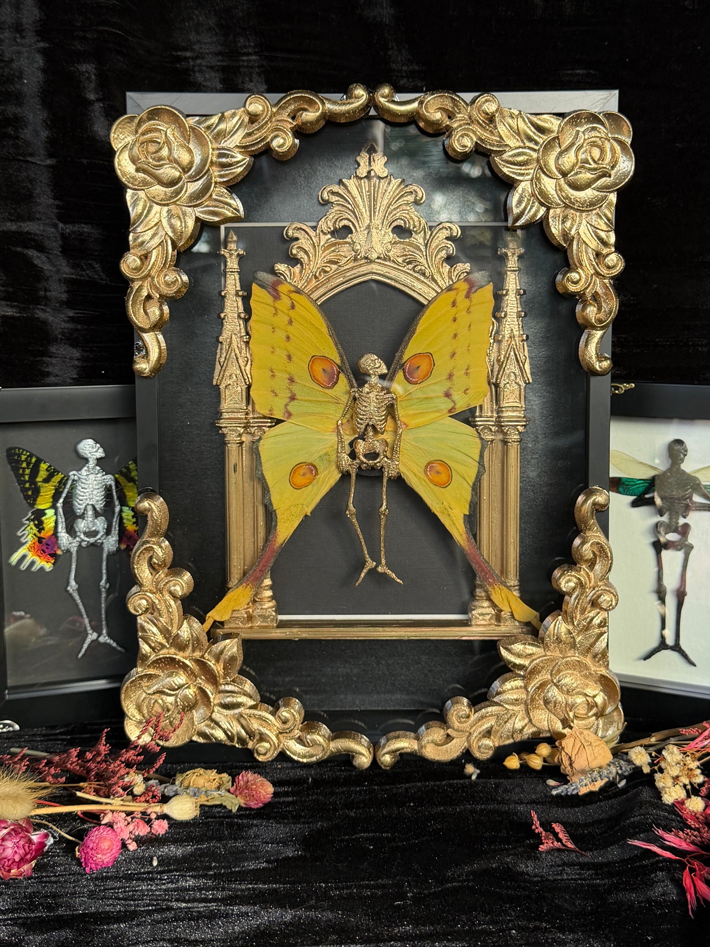 GOLD COMET MOTH MAUSOLEUM - Mother of Hades Dead Fairy Frame