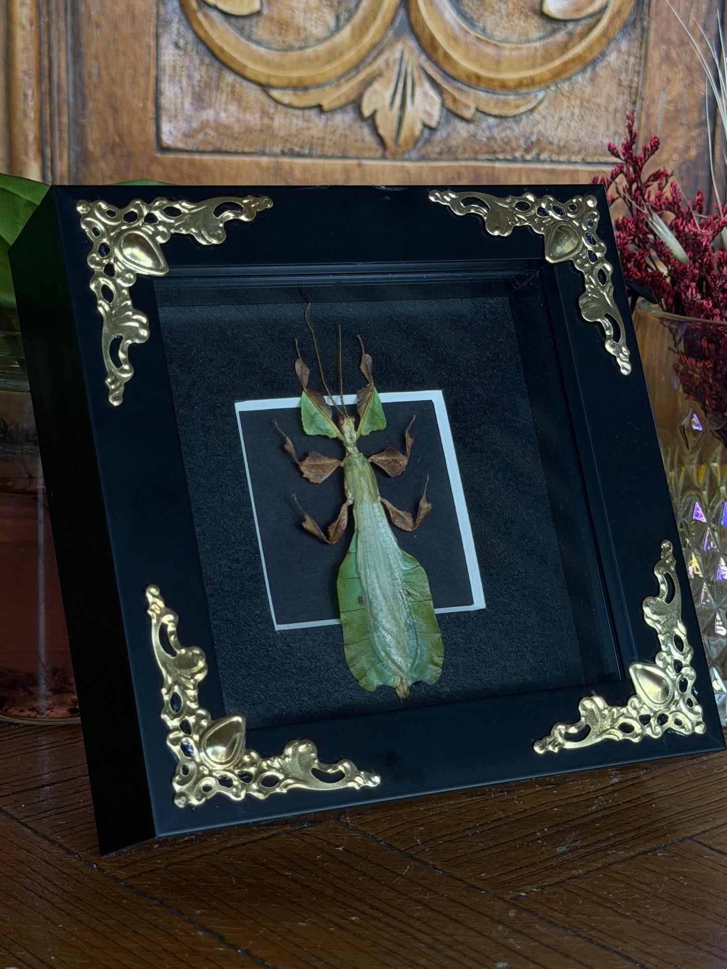 Leaf Insect Phyllium nisus 4x4” Framed Specimen