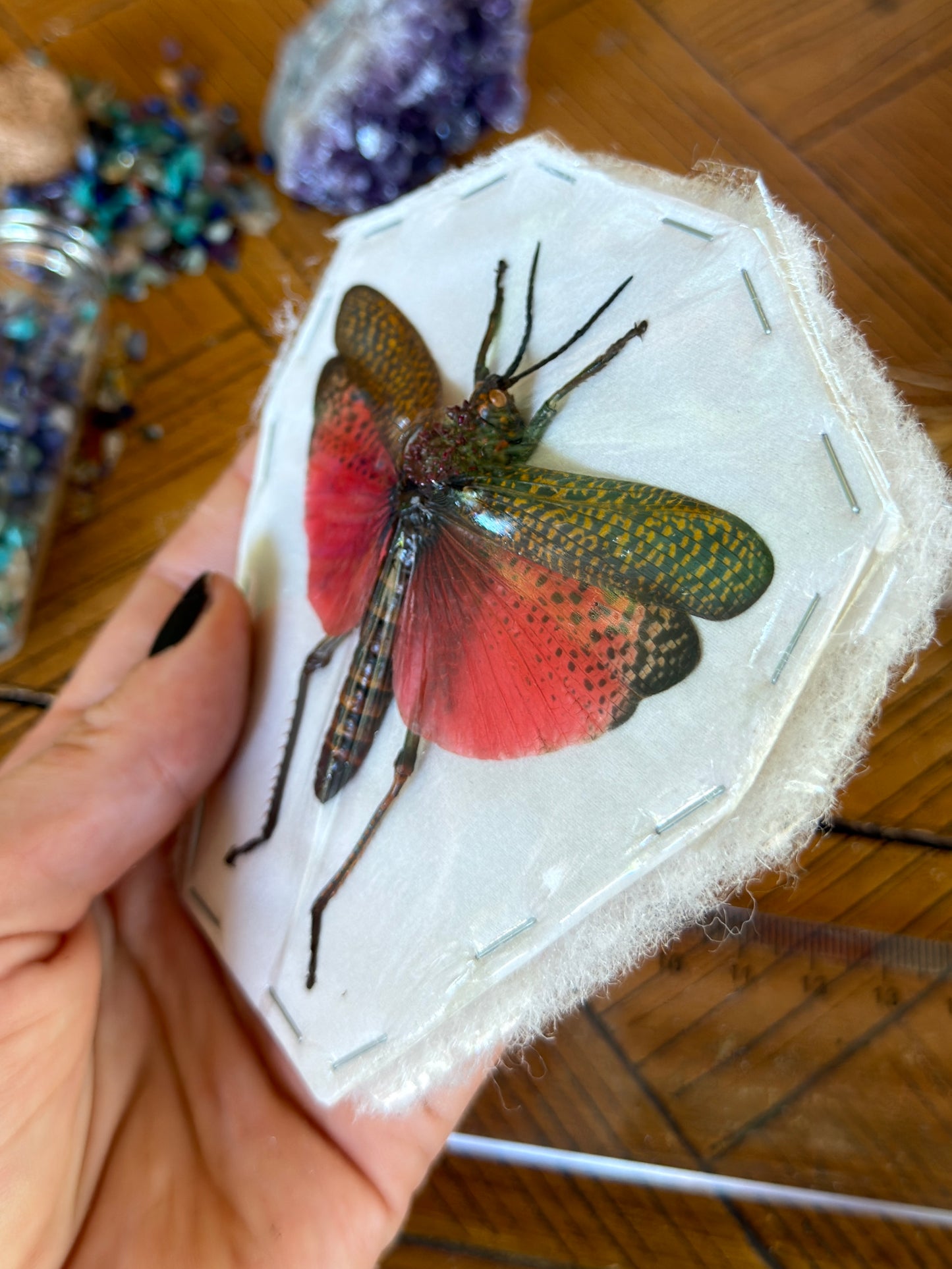 Rainbow Milkweed Locust - Phymateus Saxosus
