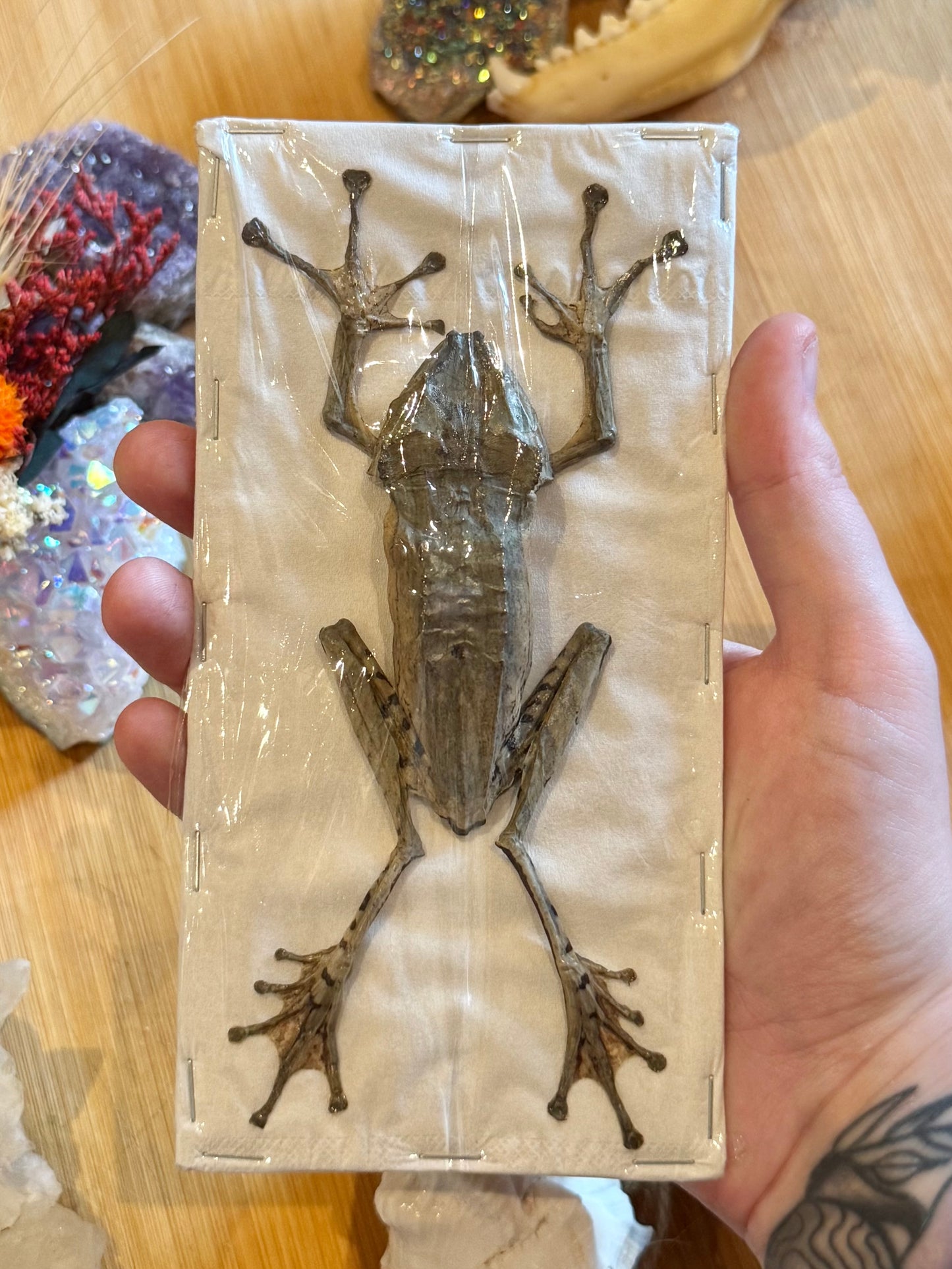 File-Eared Tree Frog- Polypedates otilophus specimen