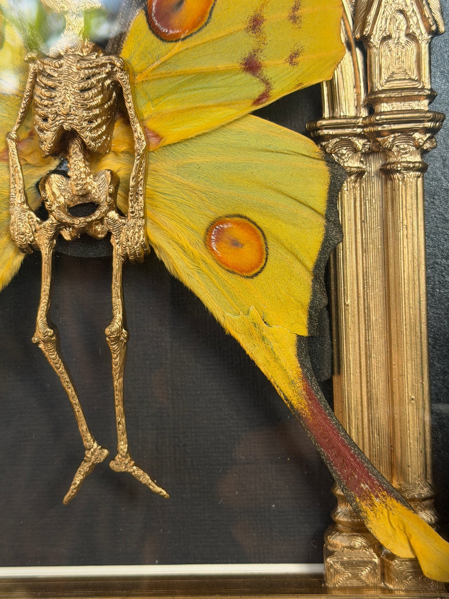 GOLD COMET MOTH MAUSOLEUM - Mother of Hades Dead Fairy Frame