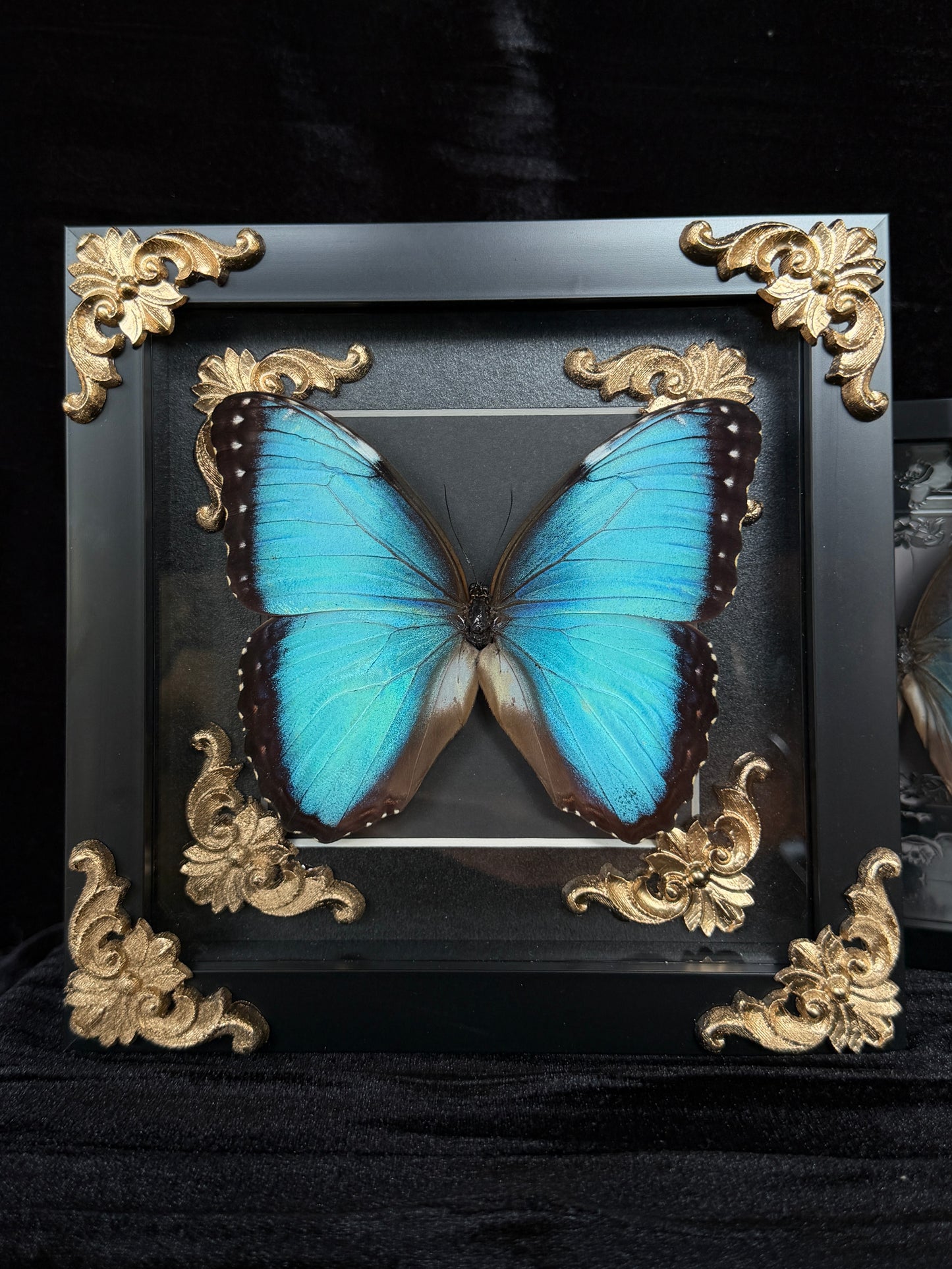 MORPHO BUTTERFLY - Framed Specimen Gold Edition