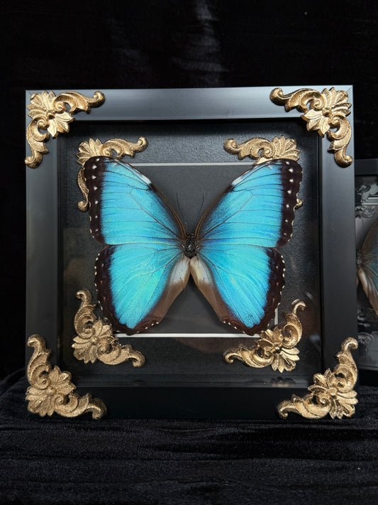 MORPHO BUTTERFLY - Framed Specimen Gold Edition