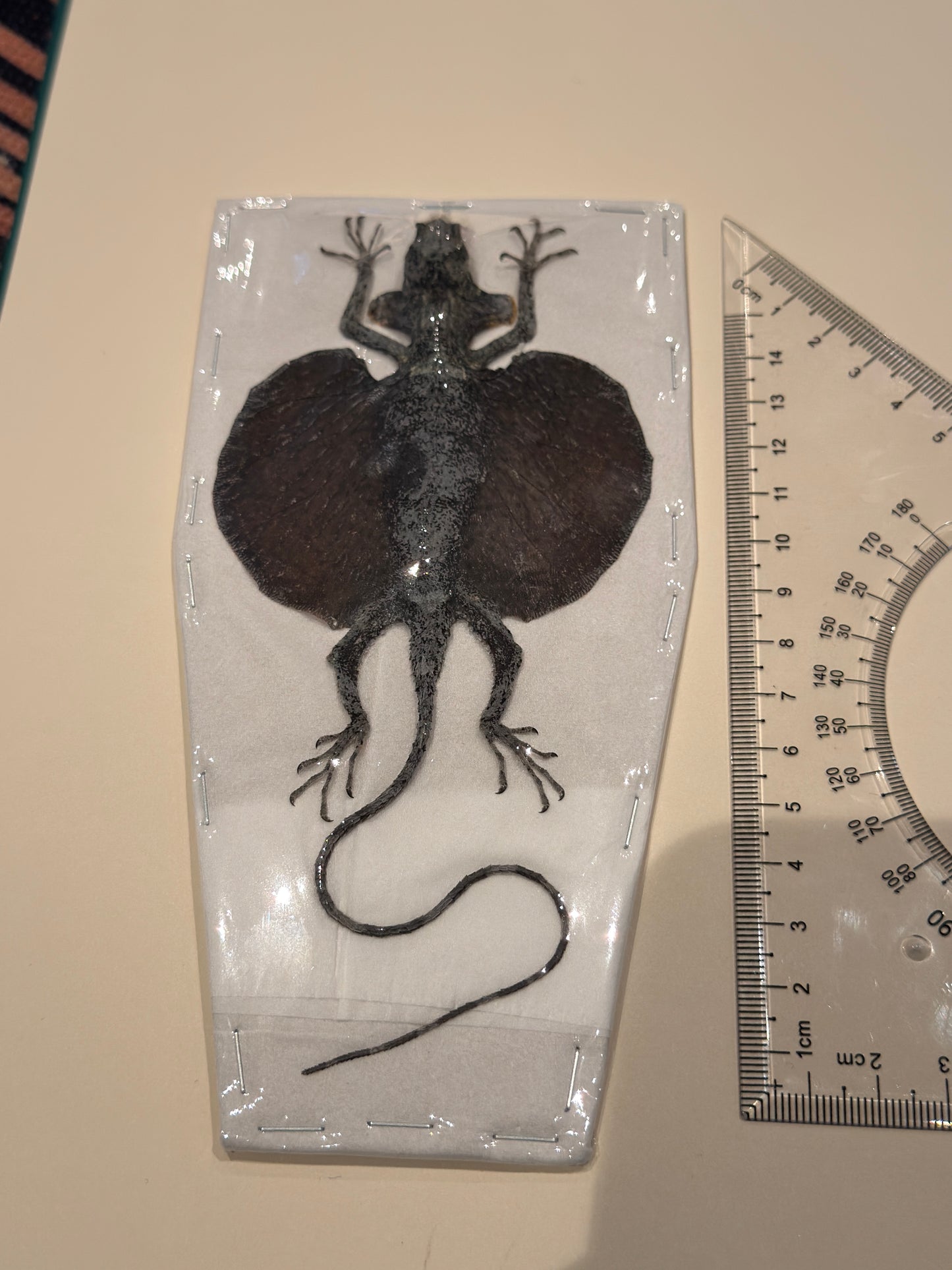 DRACO FLYING LIZARD - Draco Hennigi