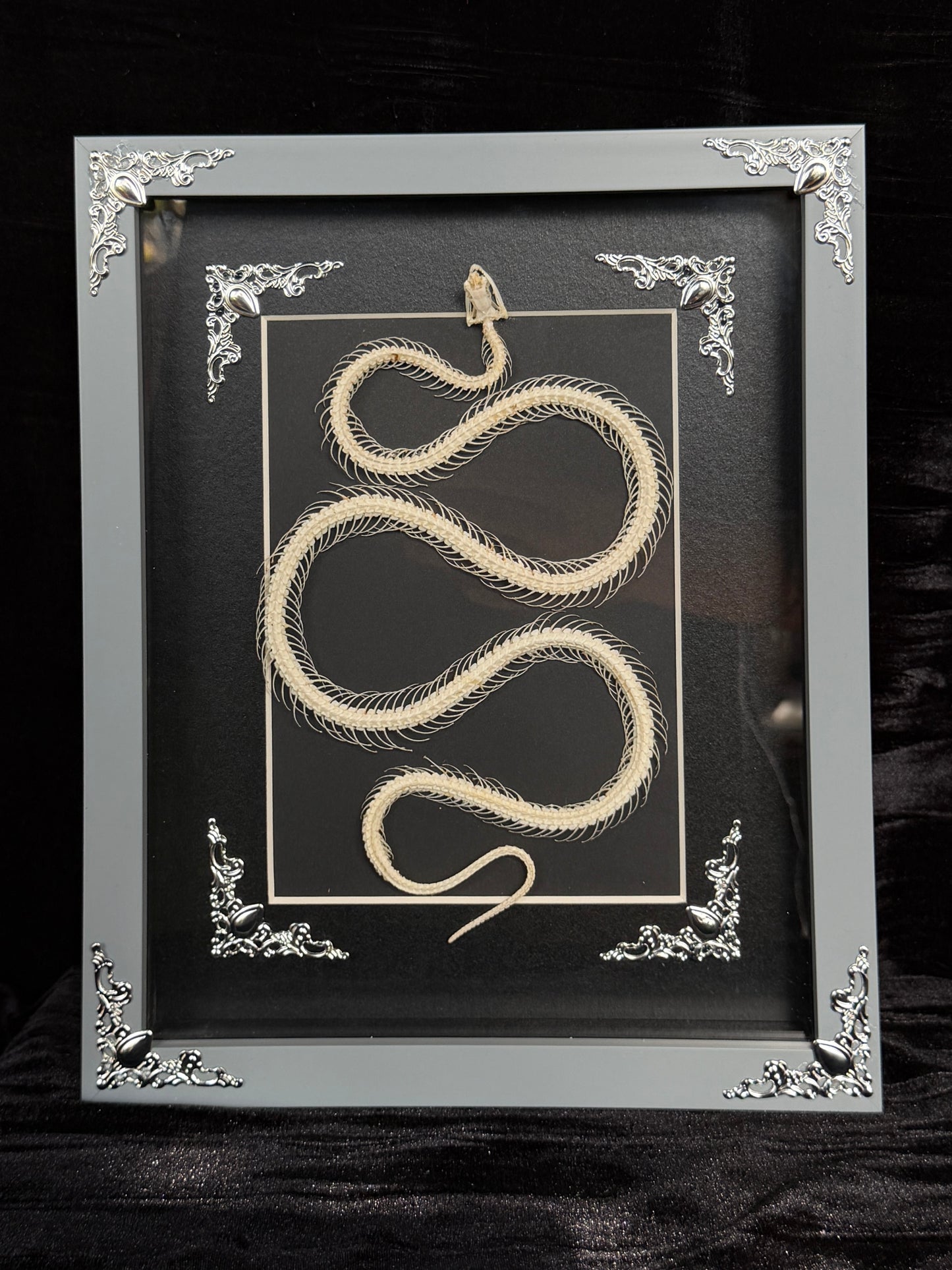 MALAYAN KRAIT - Snake Skeleton Frame