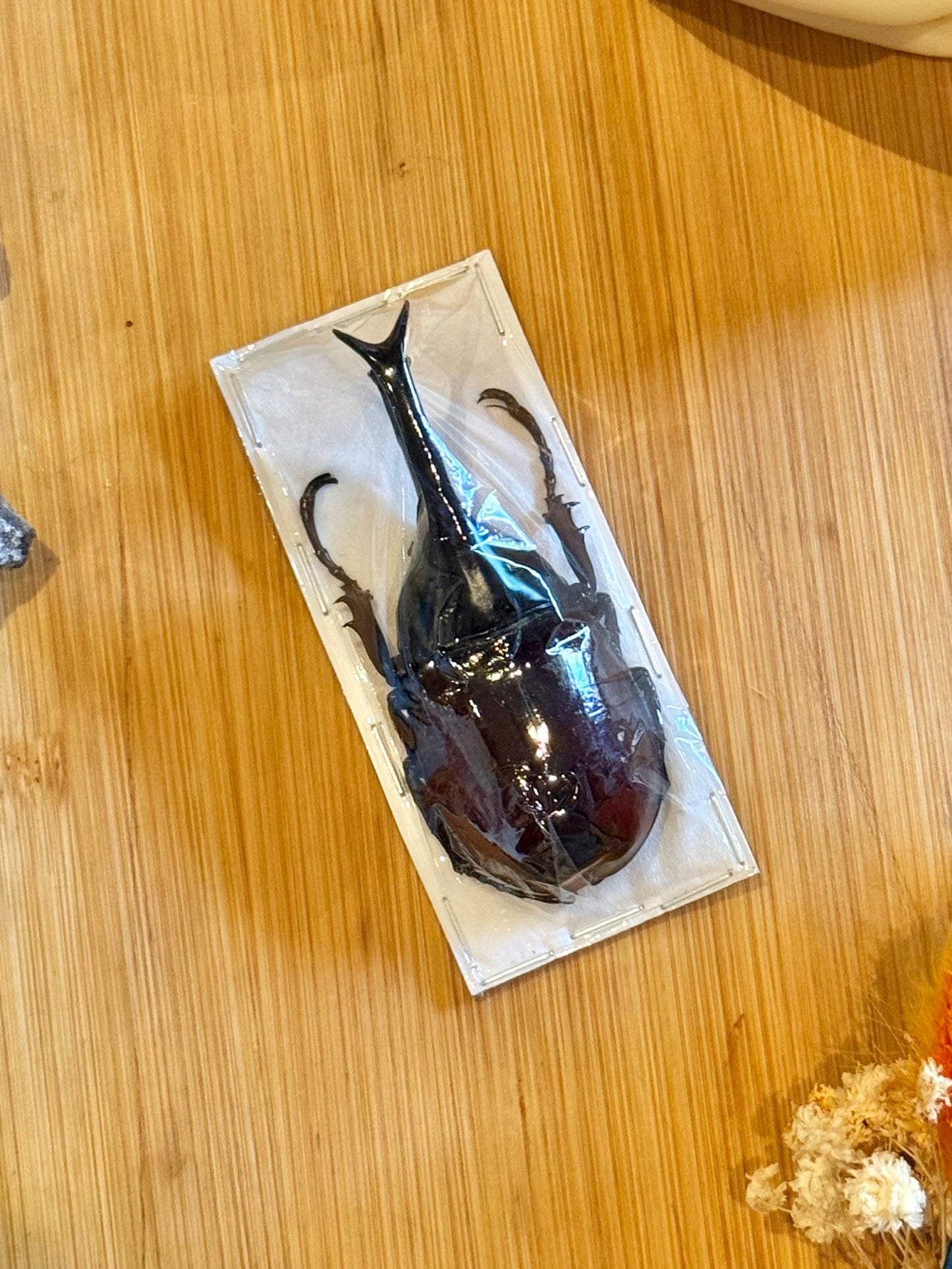 Rhinoceros beetle- Xylotruoes sumatrensis 70mm specimen