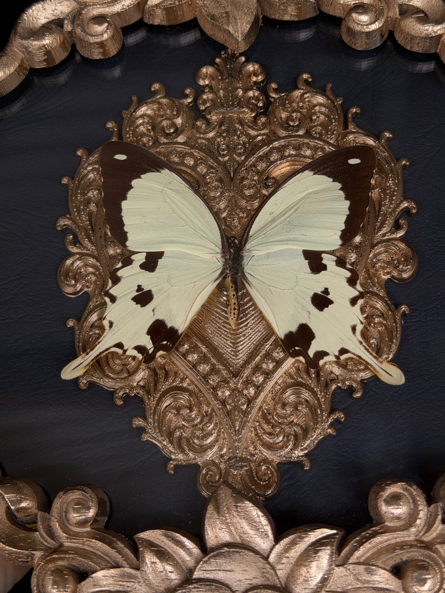 SWALLOWTAIL - Round Butterfly Frame *no antenna*
