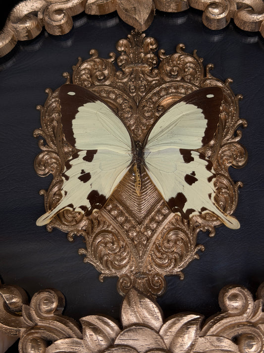 SWALLOWTAIL - Round Butterfly Frame *no antenna*