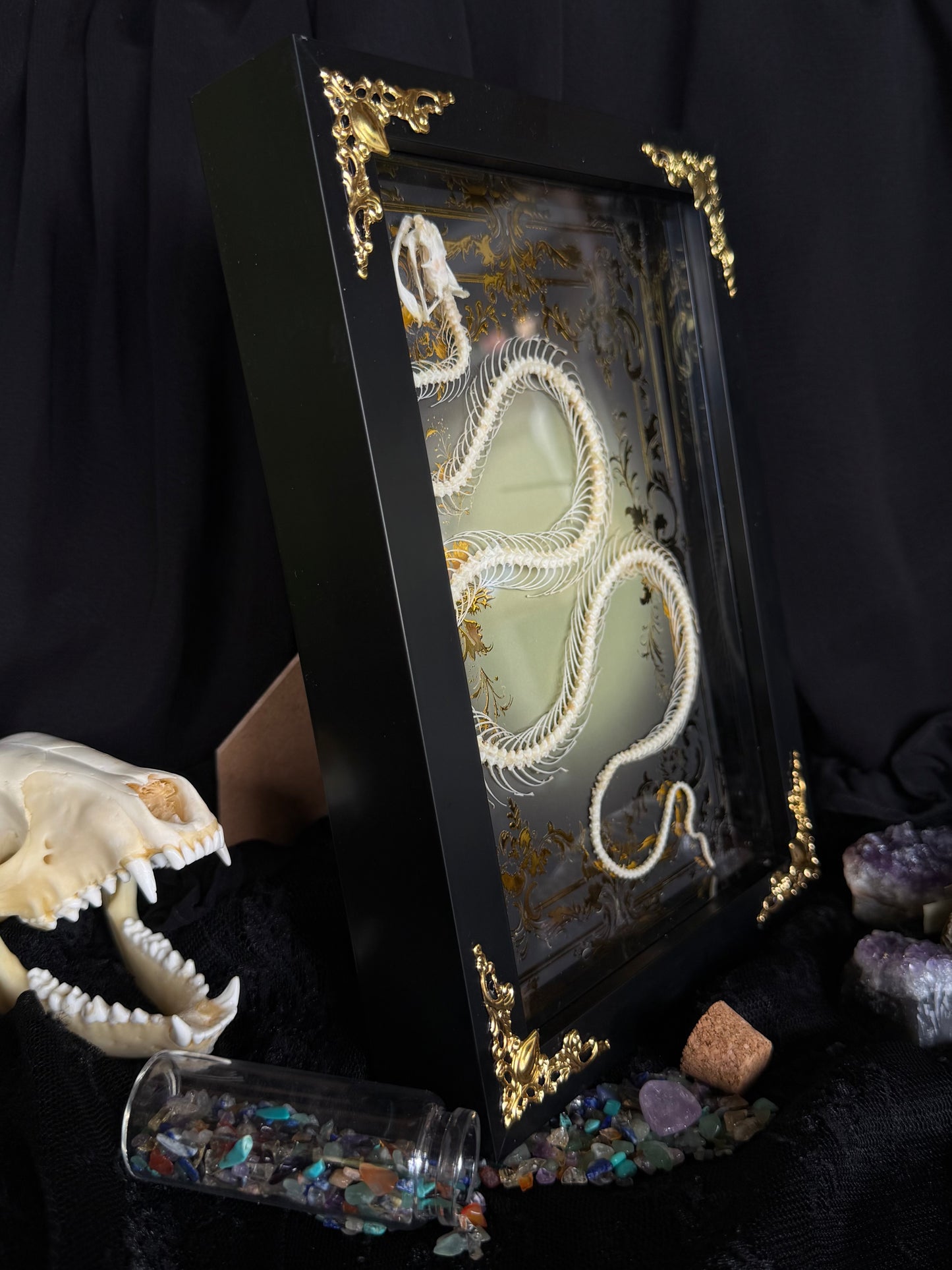 White-lipped Pit Viper Snake Skeleton-Trimeresurus albolabris Framed specimen