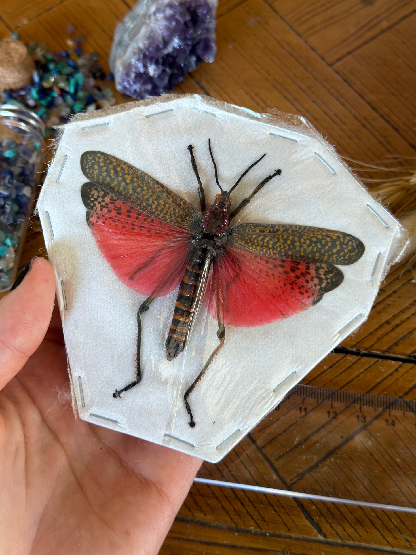 Rainbow Milkweed Locust - Phymateus Saxosus