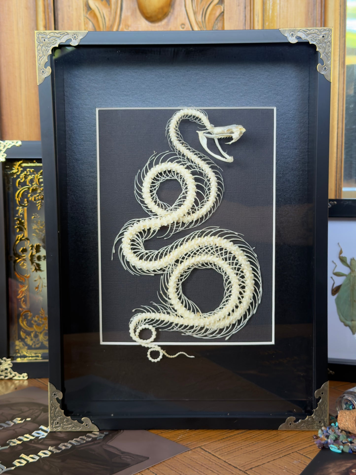 White Lipped Pit Viper Trimeresurus Albolabris Framed Skeleton Specimen