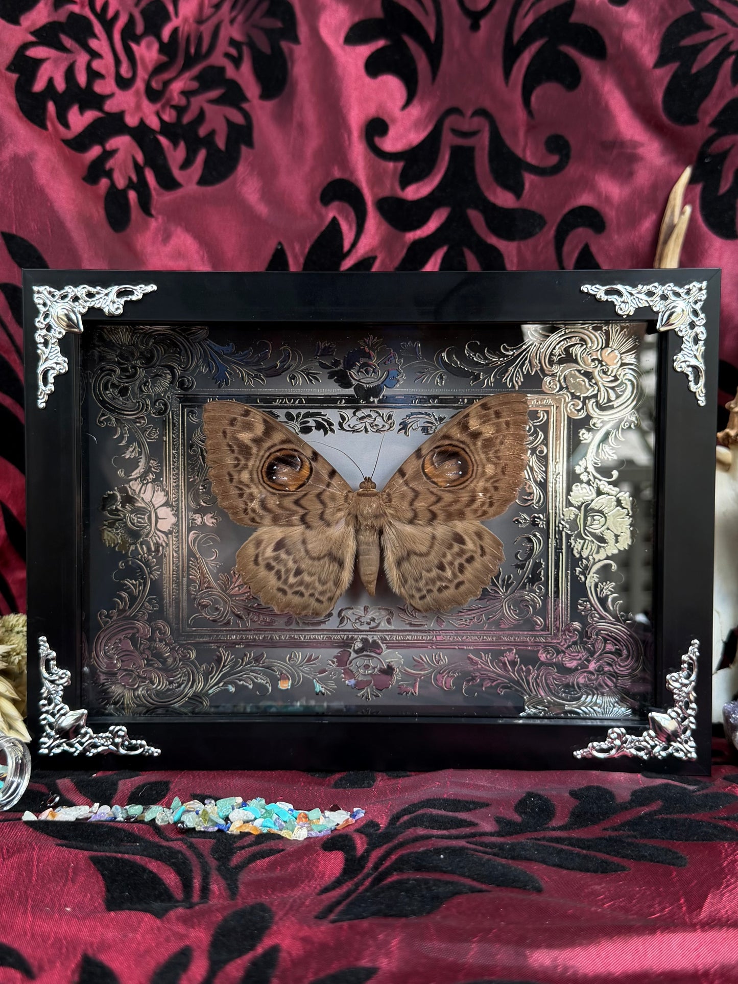 Eyed Witch Moth Eupatula Macrops Framed Specimens (SILVER)