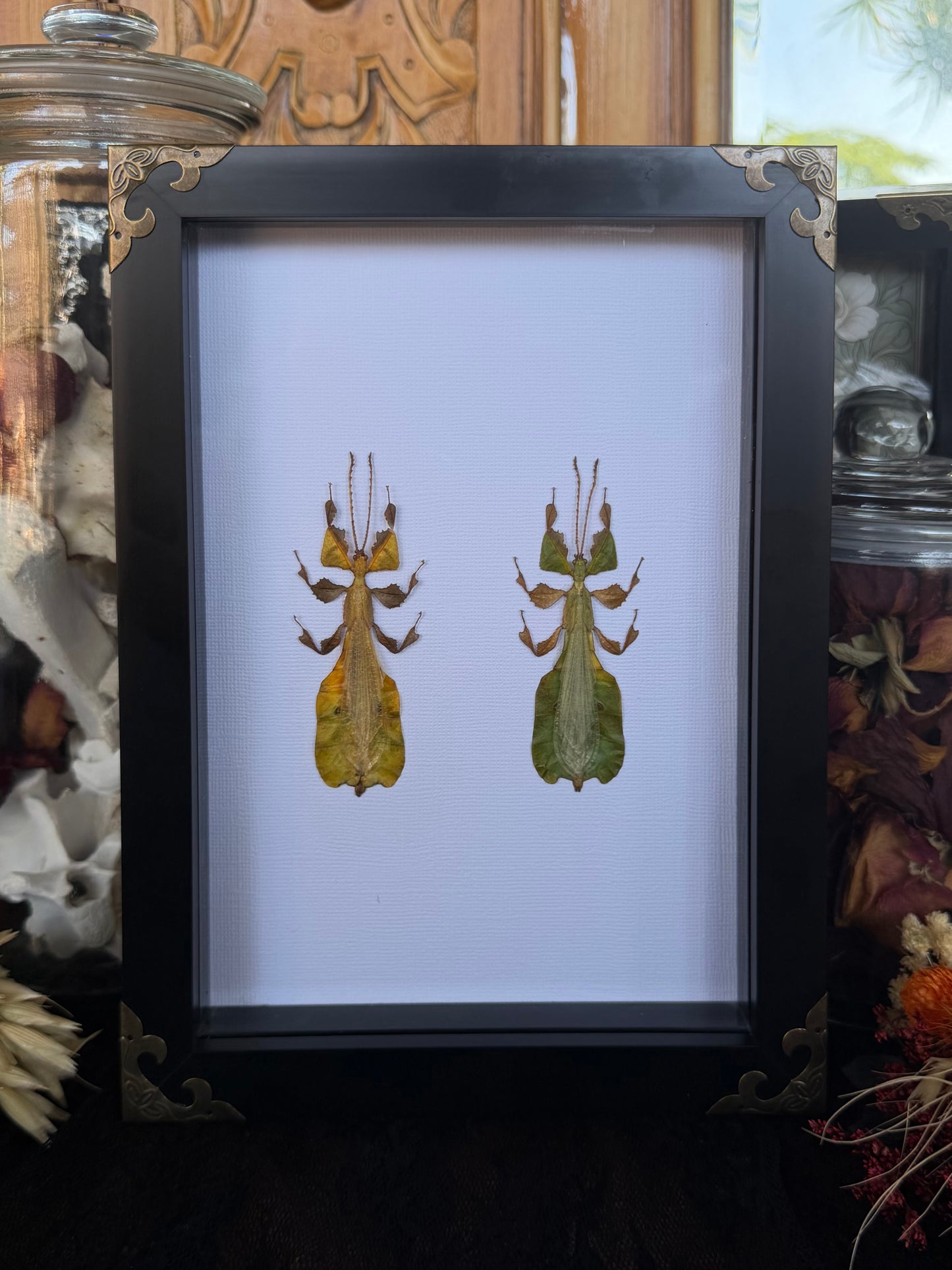 Leaf Bug DUO Pulchriphyllium Pulchrifolium Framed Specimen