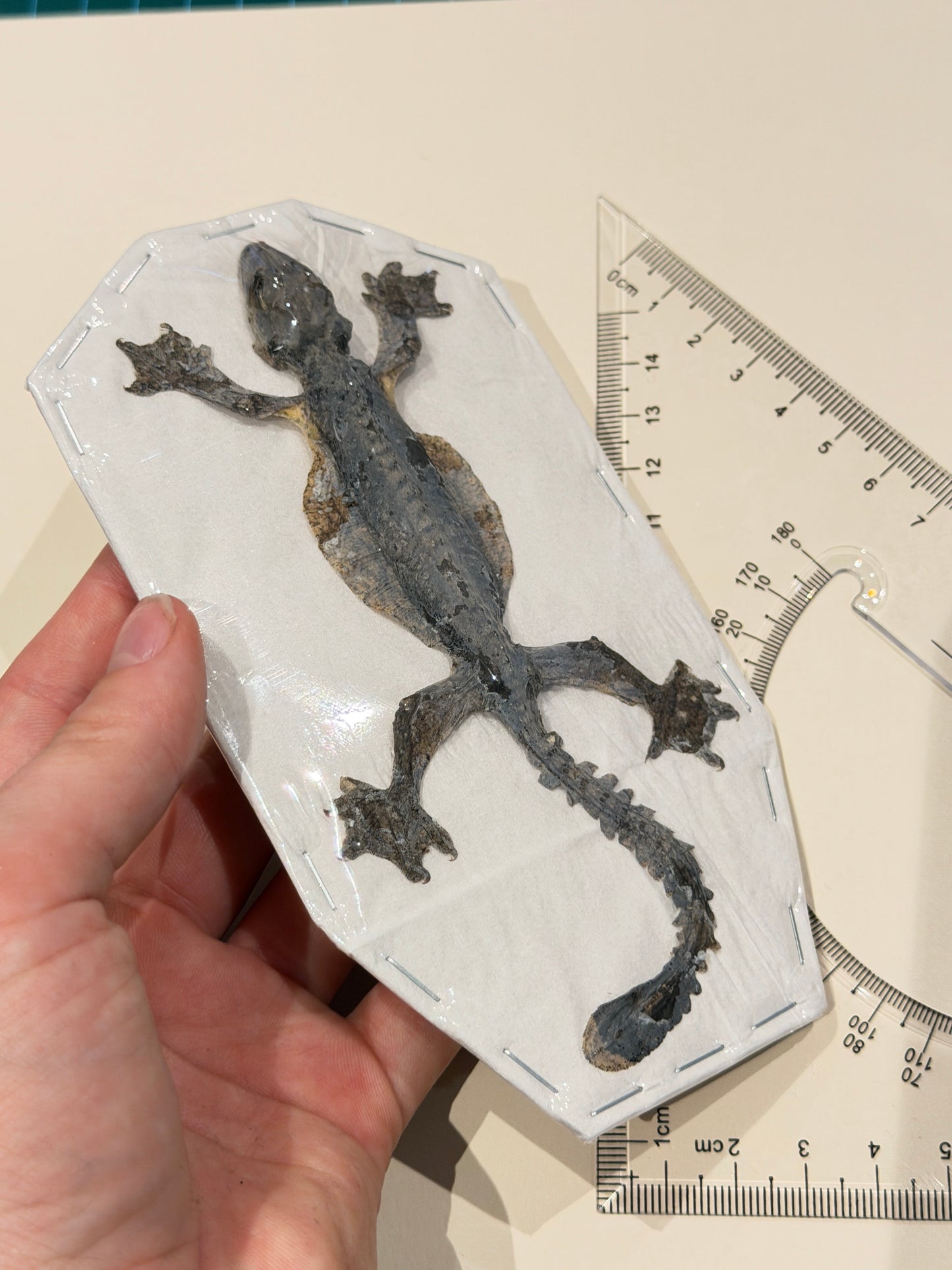 Khul’s Parachute Geko mummified - GEKKO KUHLI
