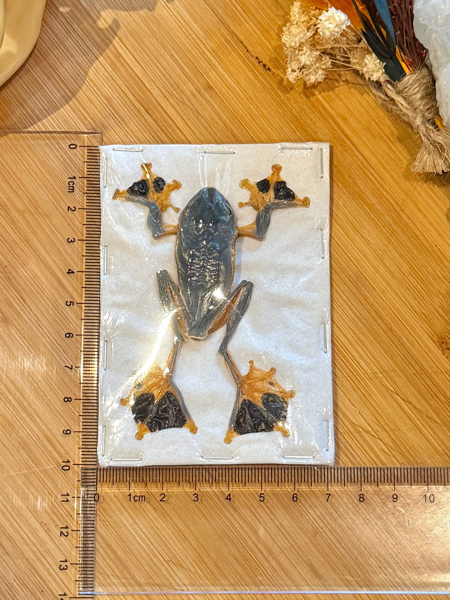 Reinwardt's flying frog- Rhacophorus reinwardtii specimen