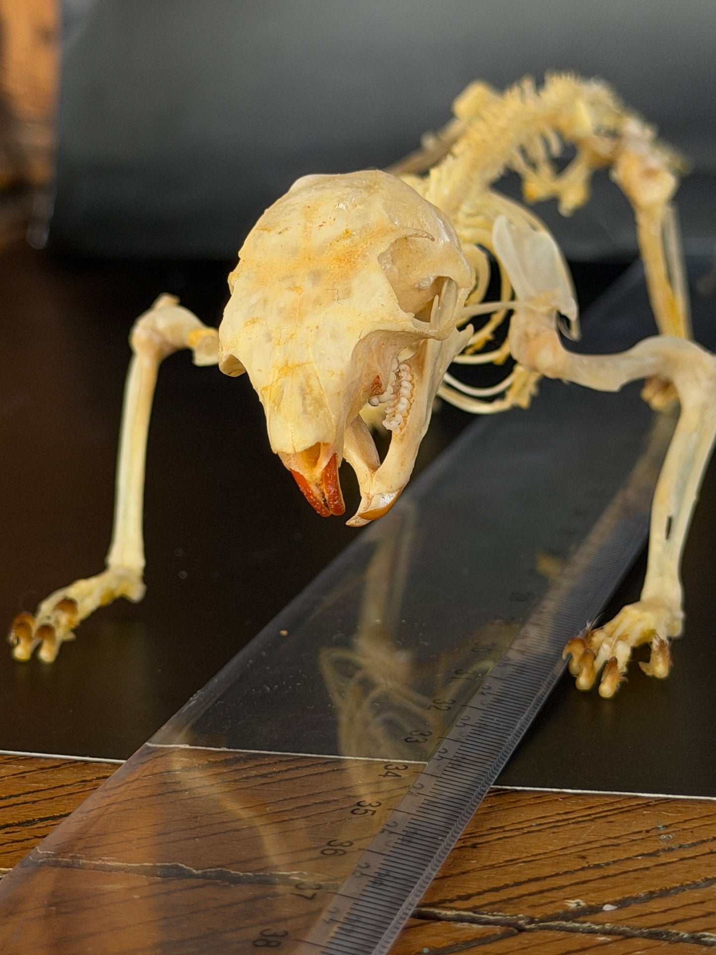 Scandentia/Tree Shrew skeleton - A MINOR QUALITY