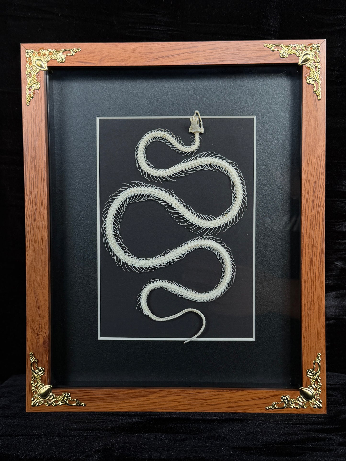MALAYAN KRAIT - Snake Skeleton Frame