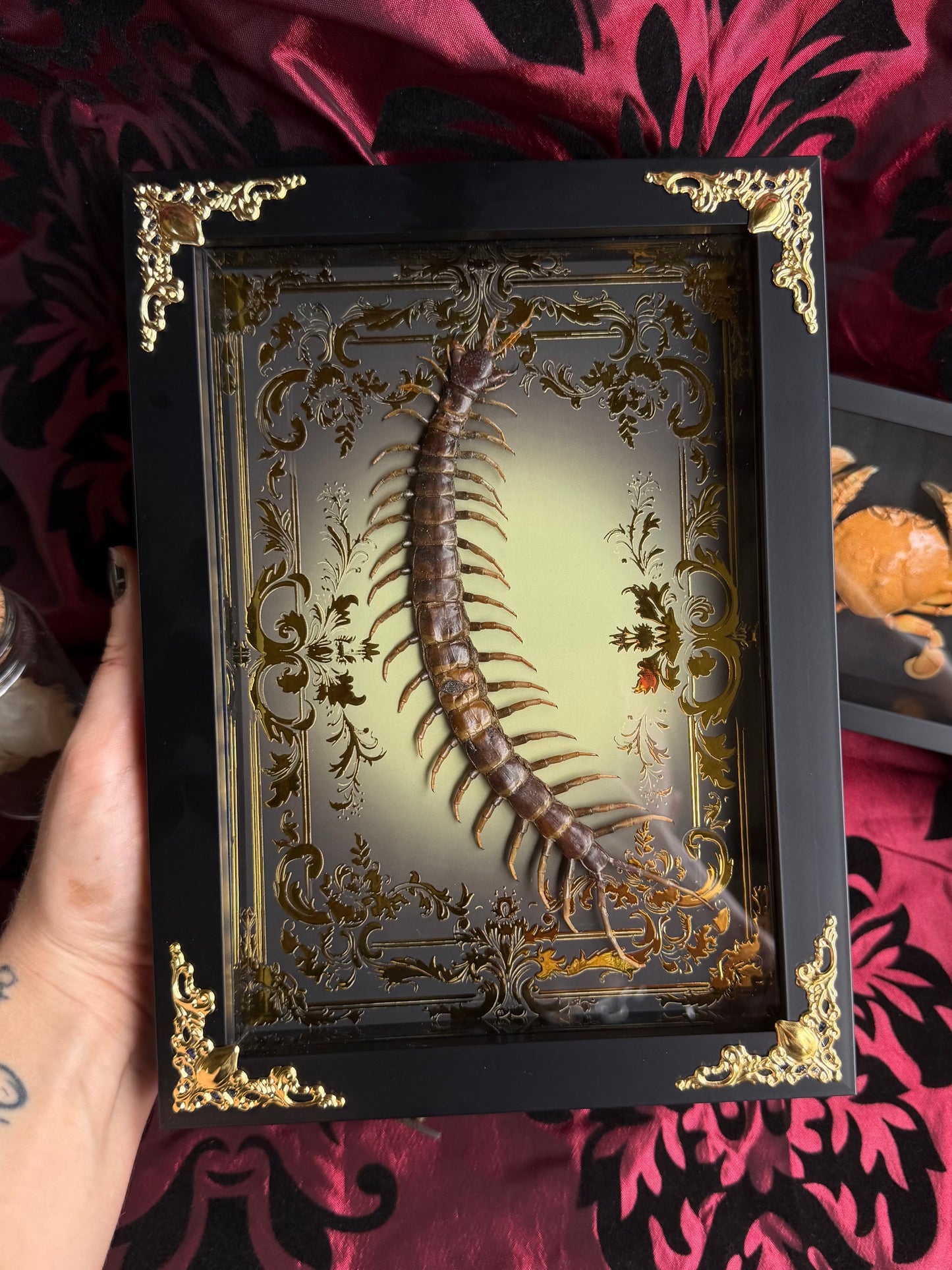 Centipede - Scolipendra Piceoflava Framed Specimen