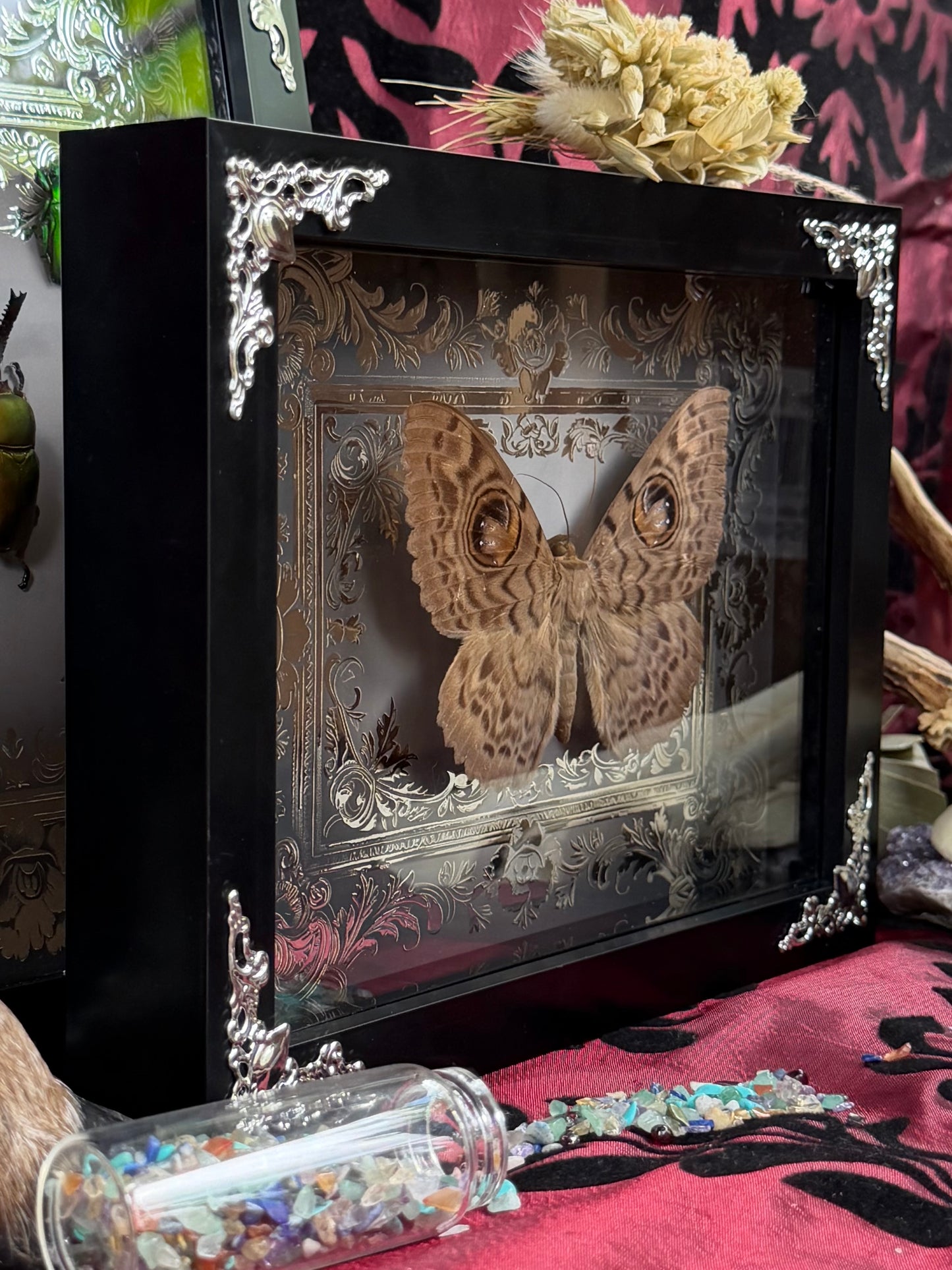 Eyed Witch Moth Eupatula Macrops Framed Specimens (SILVER)