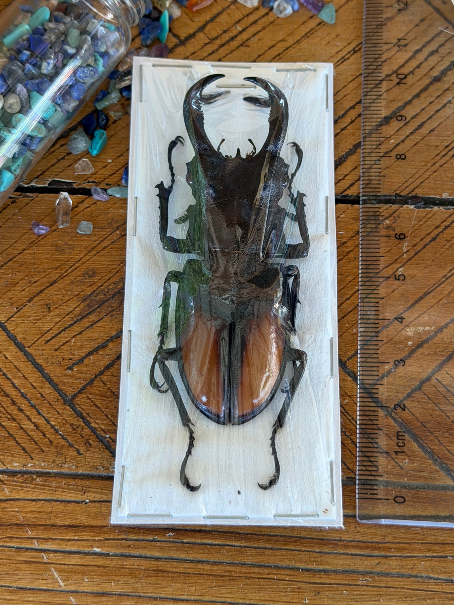 Giant Fighting Stag Beetle - Hexarthrius Parryi Paradoxus