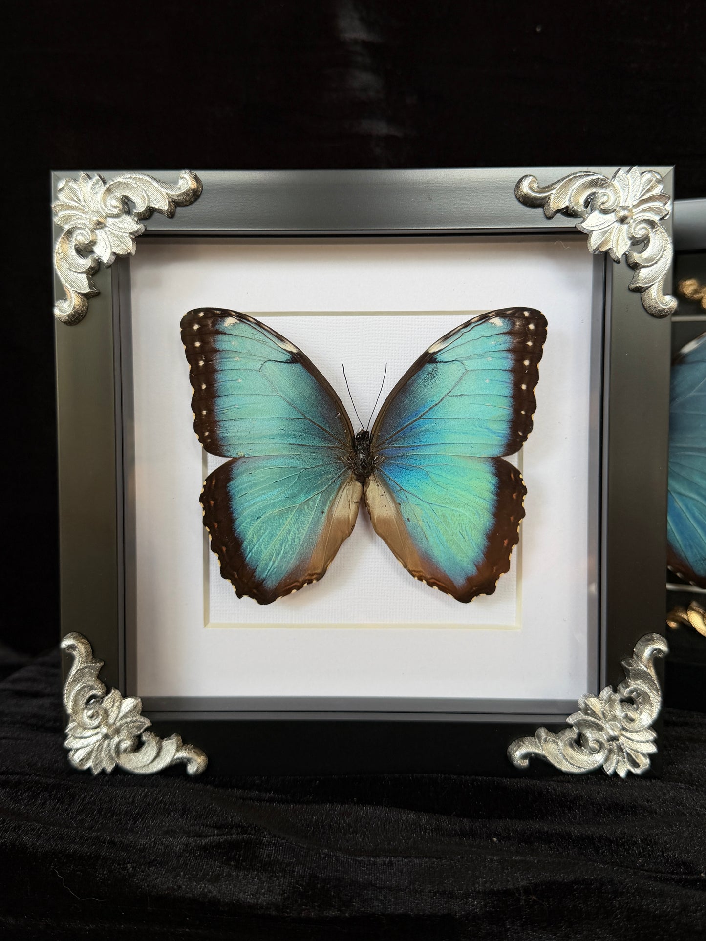 MORPHO BUTTERFLY - Framed Specimen White Edition