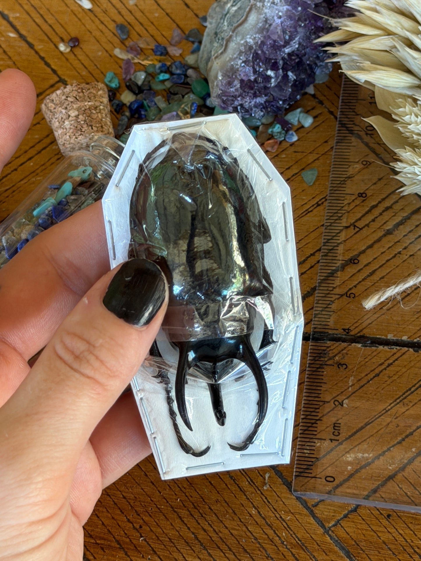 Atlas Beetle - Chalcosoma Atlas Atlas Medium