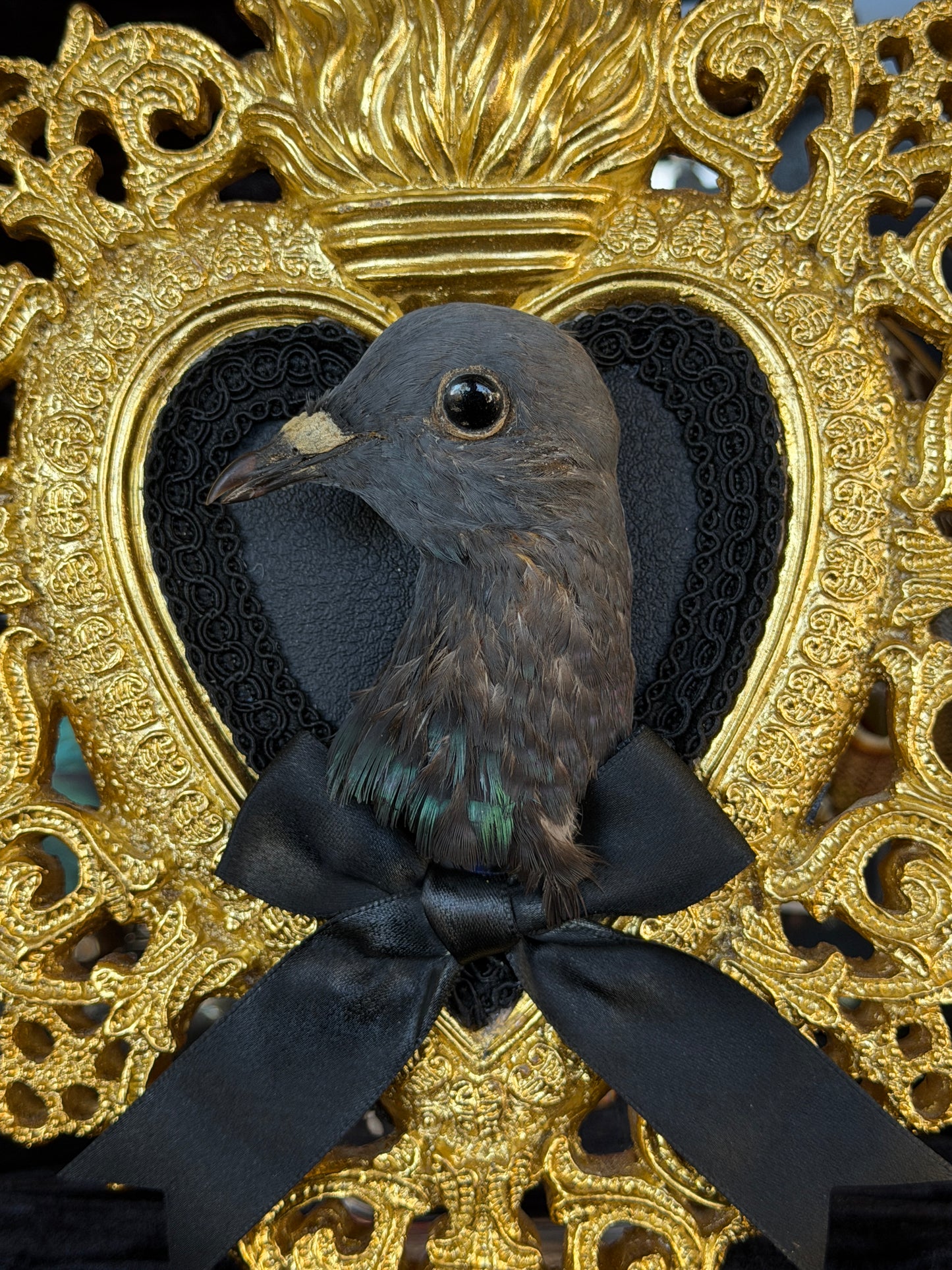 PIGEON HEAD - Gold Heart Mother of Hades Open Display Frame