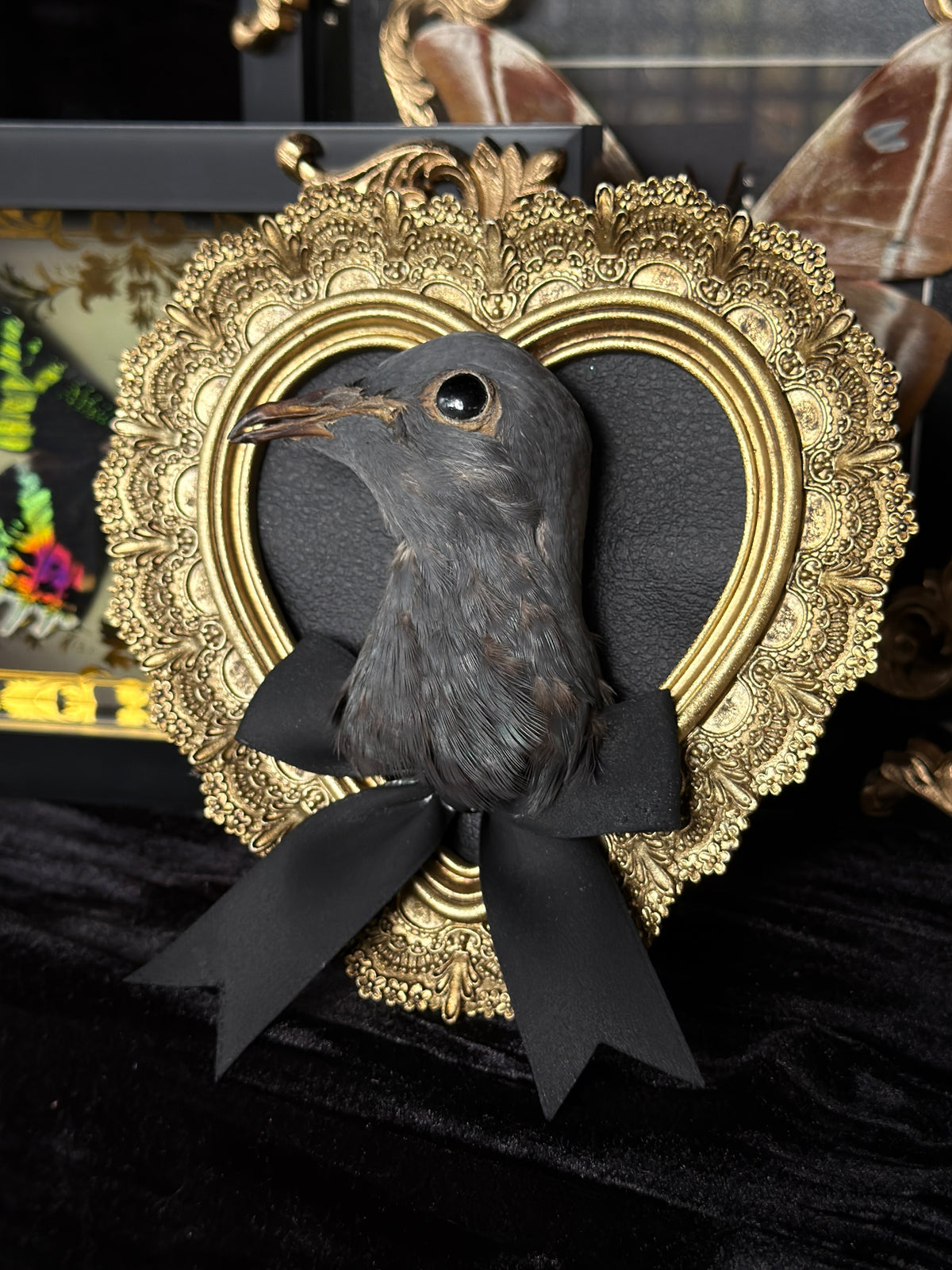 PIGEON HEAD - Mother of Hades Small Gold Heart Open Display Frame