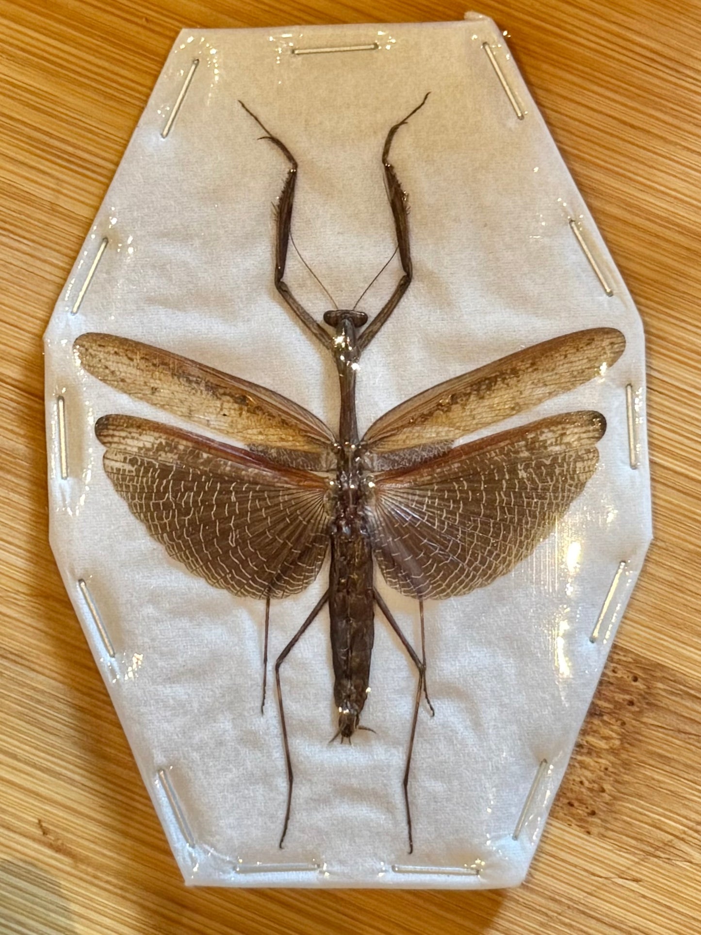 Asian Jumping Mantis- Statilia maculata maculata Specimen
