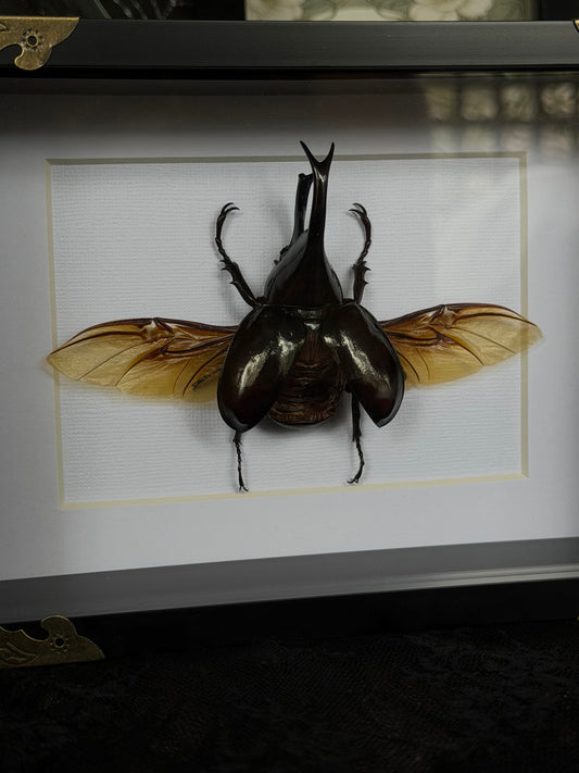 Rhinoceros Beetle Xylotrupes gideon - SPECIMEN FRAME