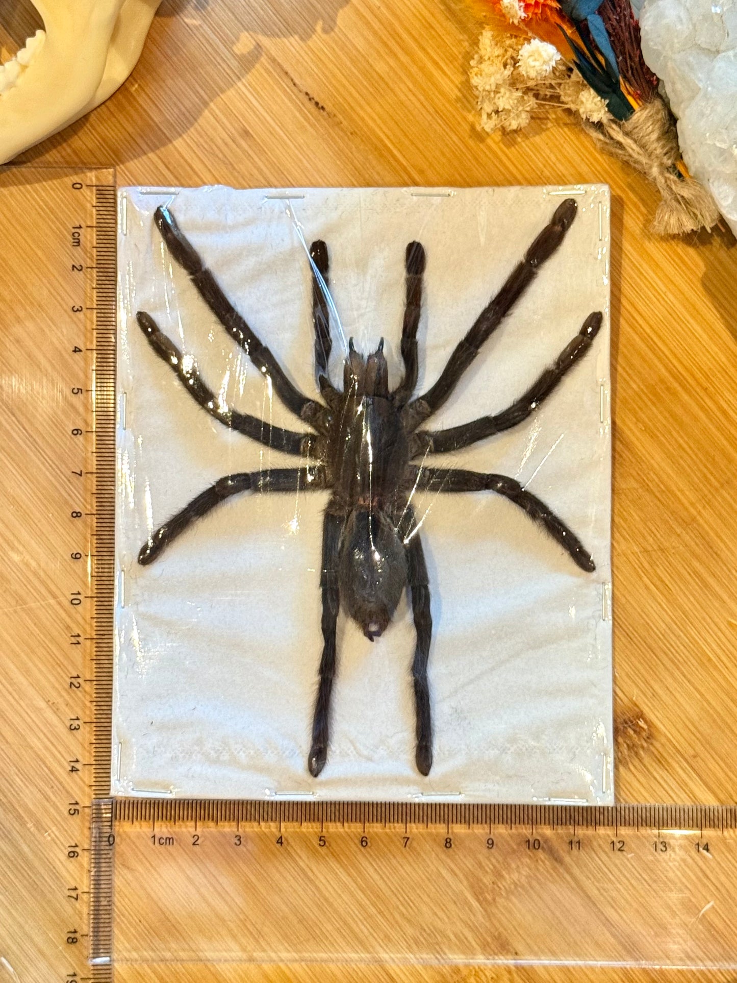 Javan Yellow-kneed Tarantula- Selenocosmia dolichoplectra specimen