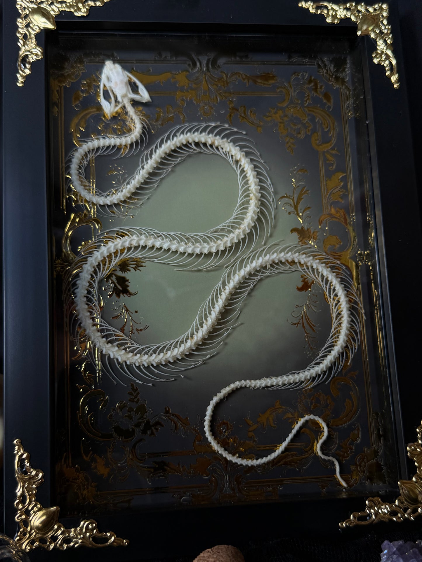 White-lipped Pit Viper Snake Skeleton-Trimeresurus albolabris Framed specimen