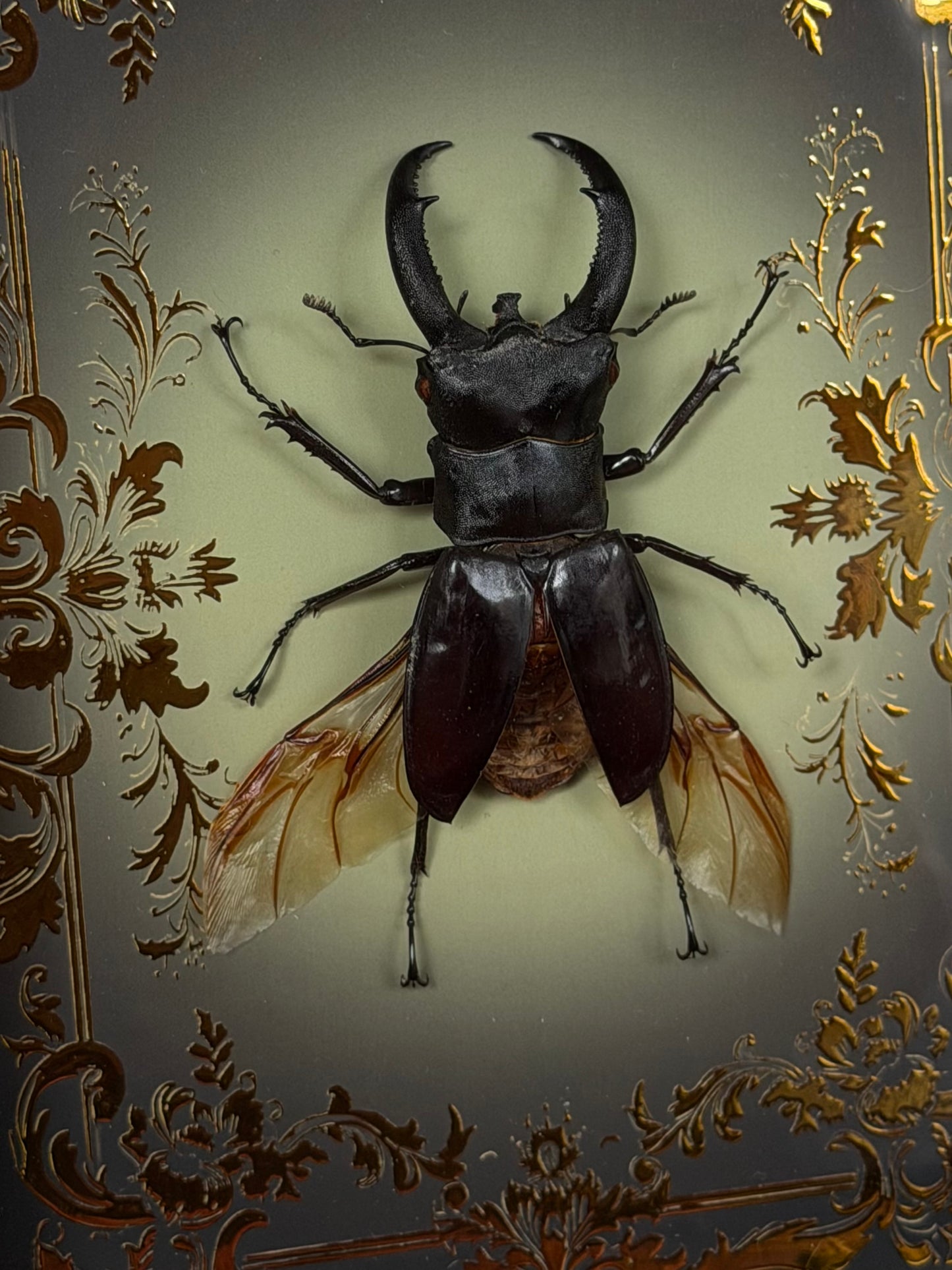 STAG BEETLE - Dorcus titanus yasuokai spread Framed specimen *LOPSIDED WINGS*