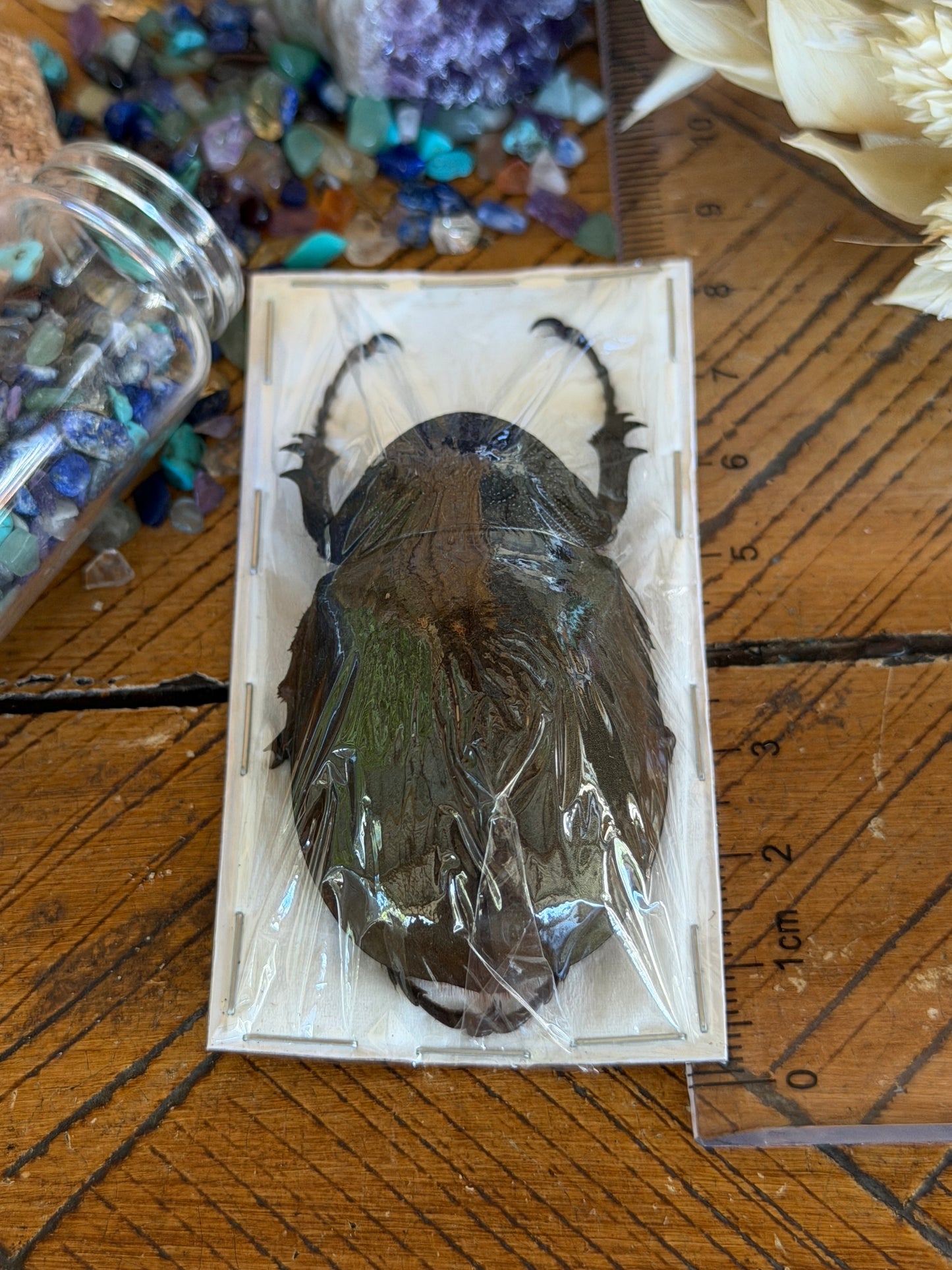 Caucaus Beetle - Chalcosoma Chiron Chiron Female