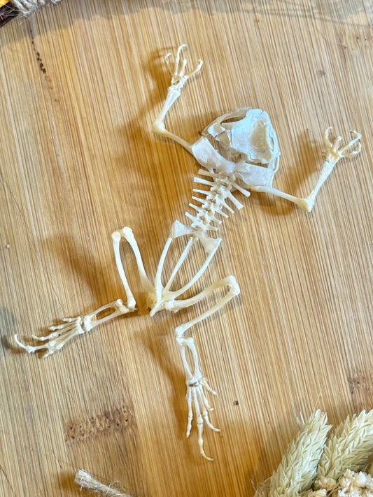Asian Common Toad Skeleton- Duttaphrynus melanostictus Specimen