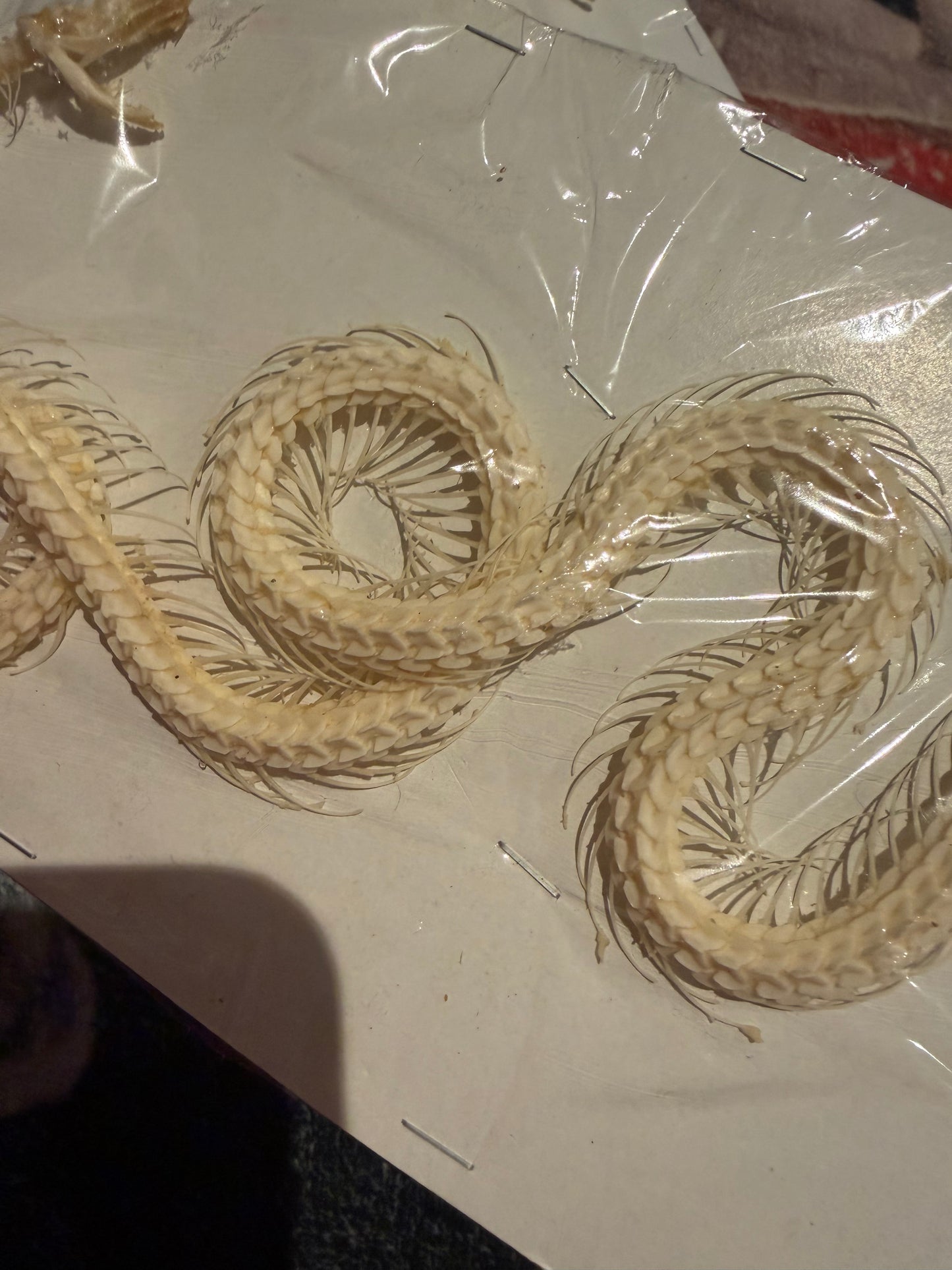 Bungarus candidus - Malayan krait custom set skeleton
