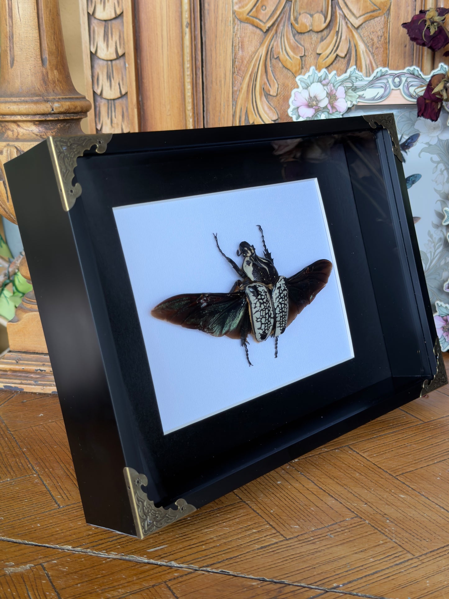 GOLIATH BEETLE Goliathus orientalis Framed Specimen